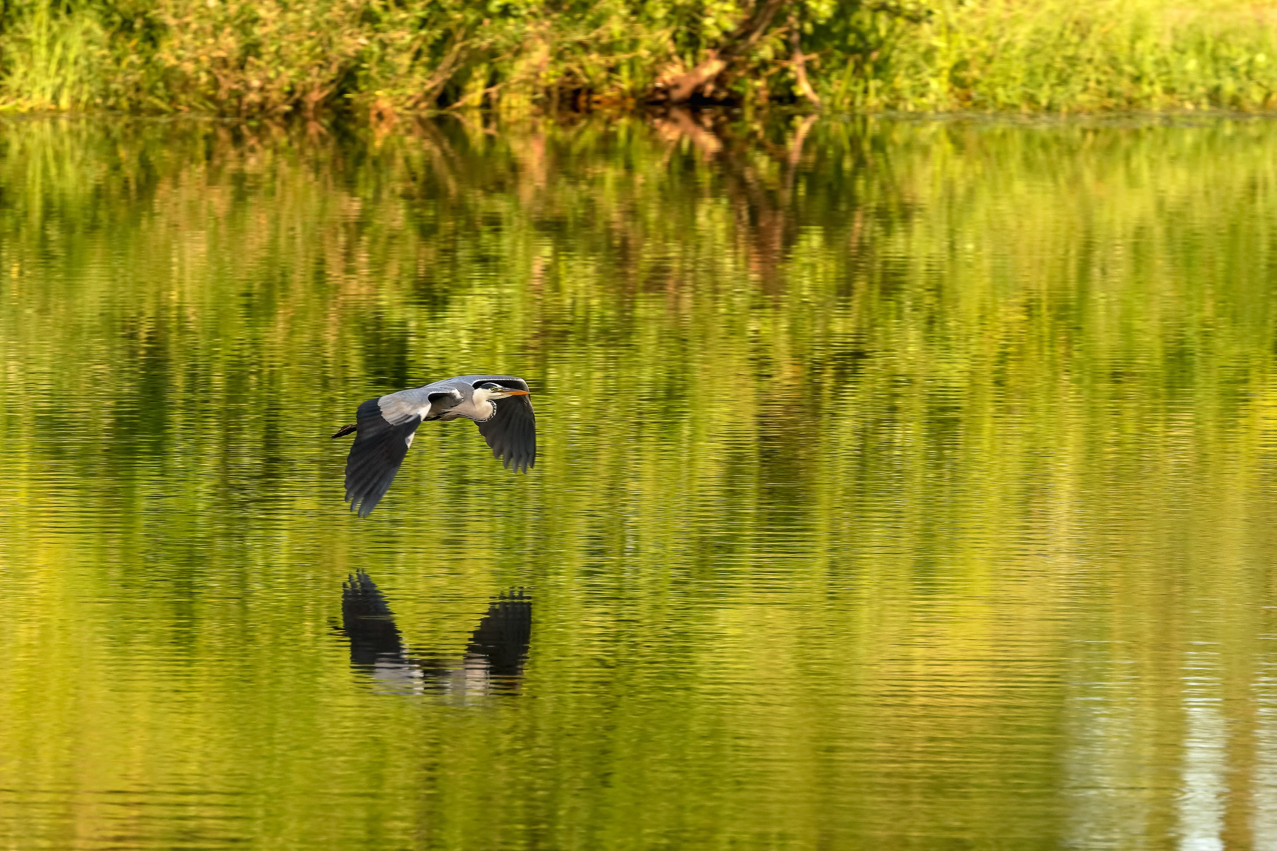Цапля в полете над рекой