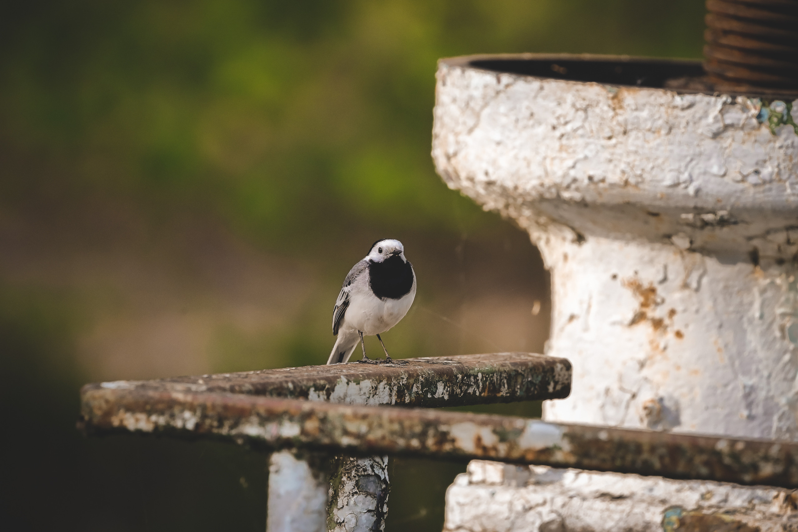 Белая трясогузка летом