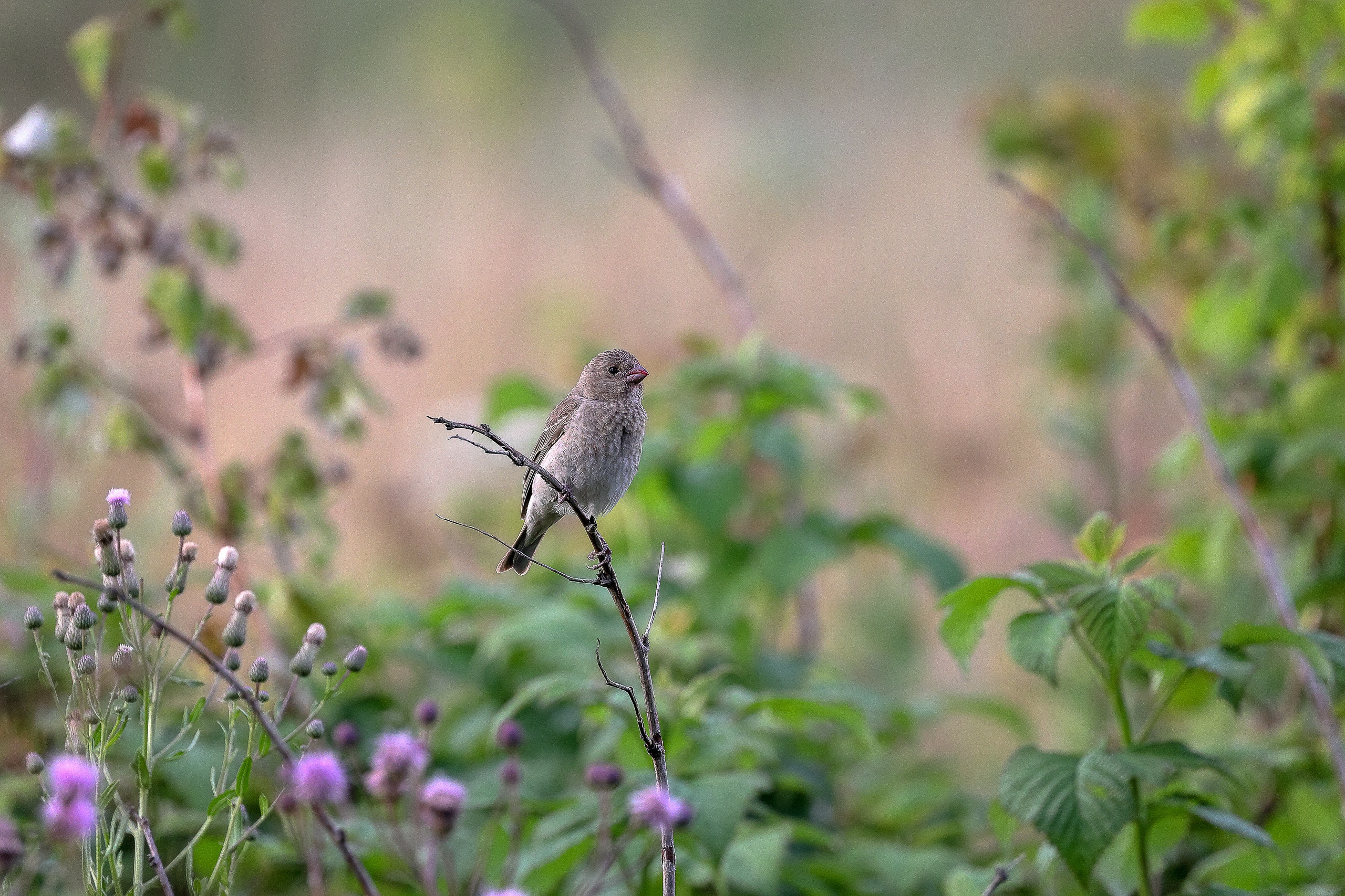 Обыкновенная чечевица самка на лугу