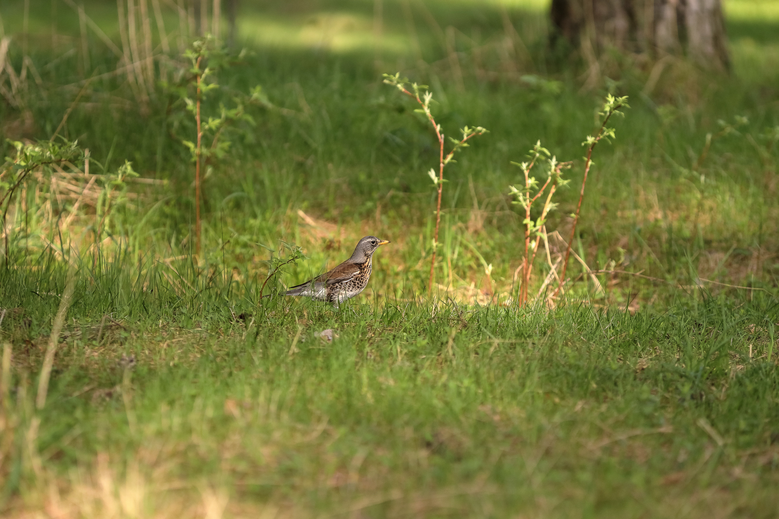Дрозд-рябинник на лужайке