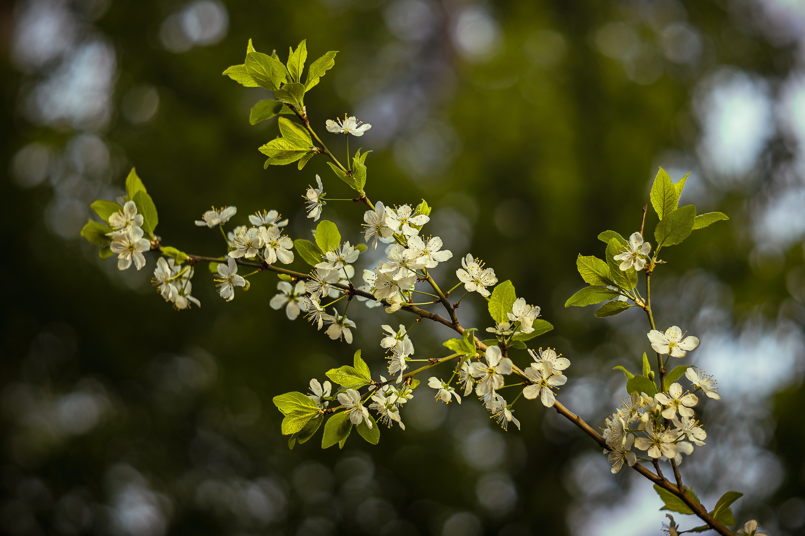 Цветущая вишня сфотографирована с помощью золотистого зонта