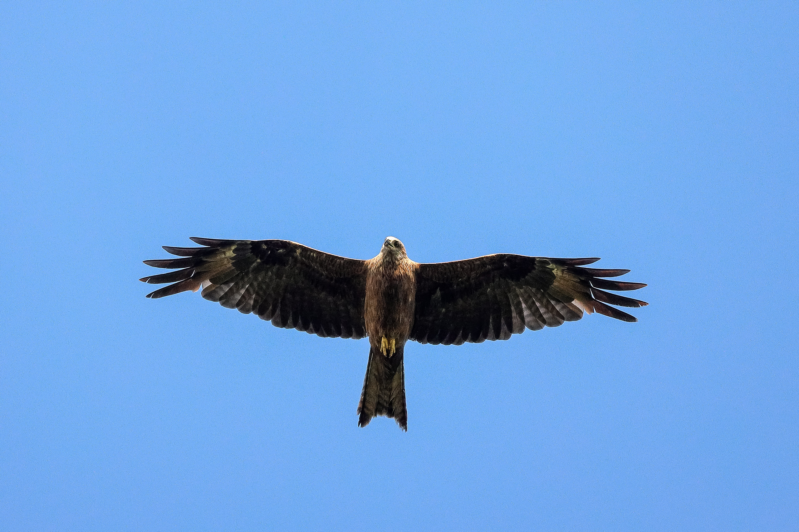 Парящий чёрный коршун