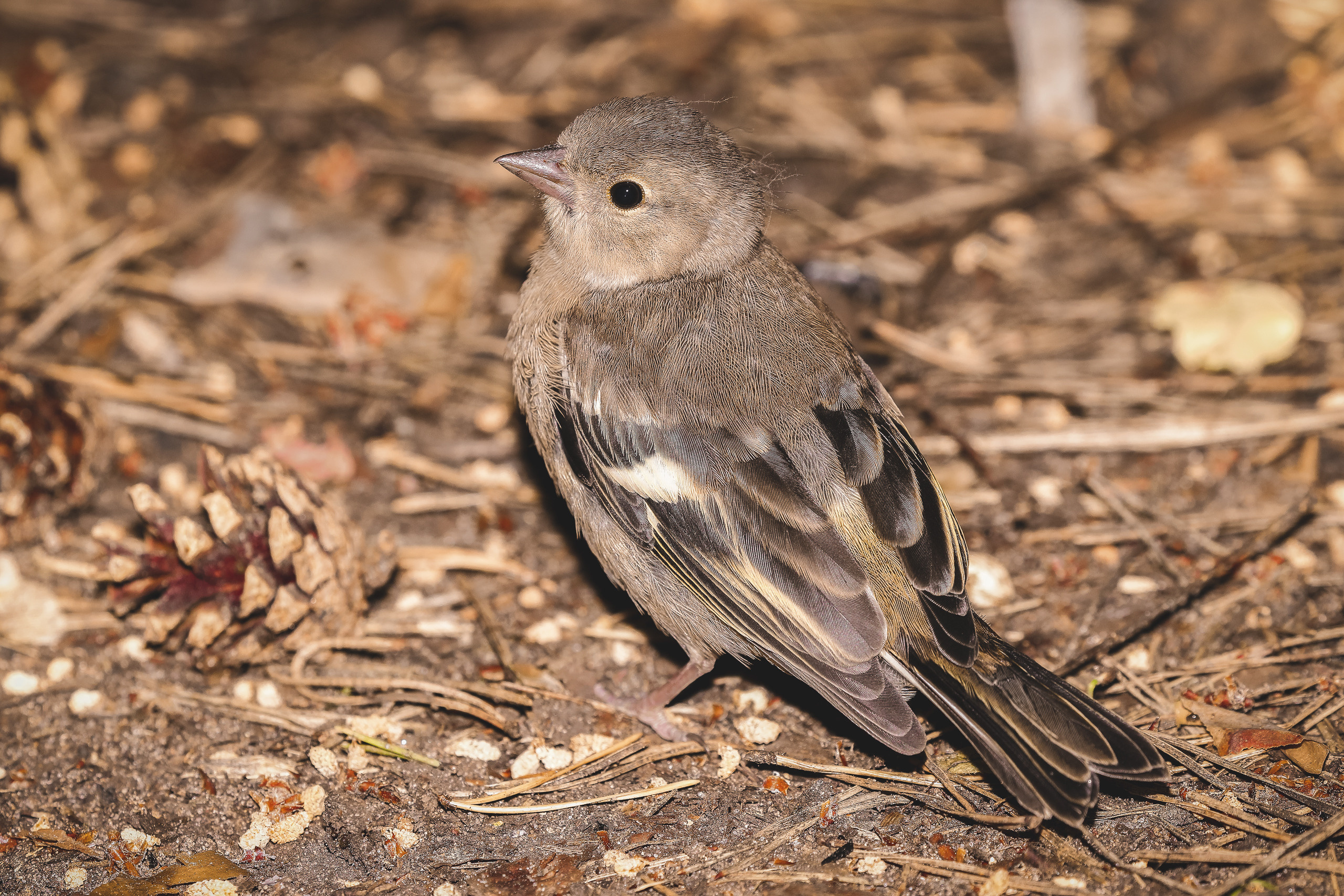 Вьюрок рядом с сосновой шишкой