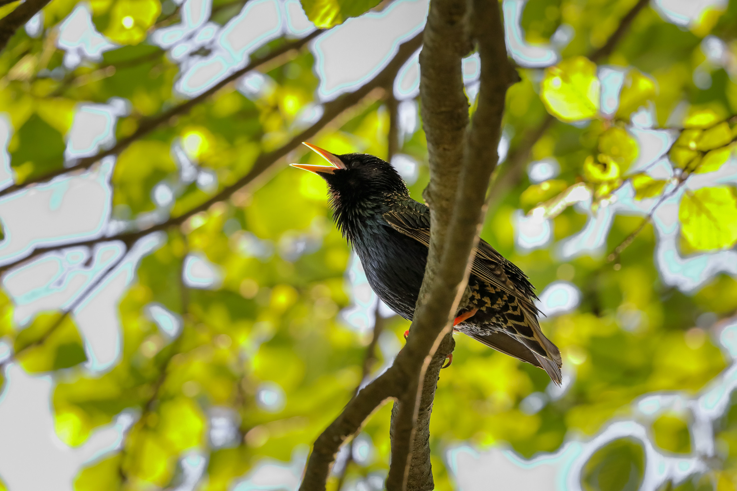 Поющий скворец весной