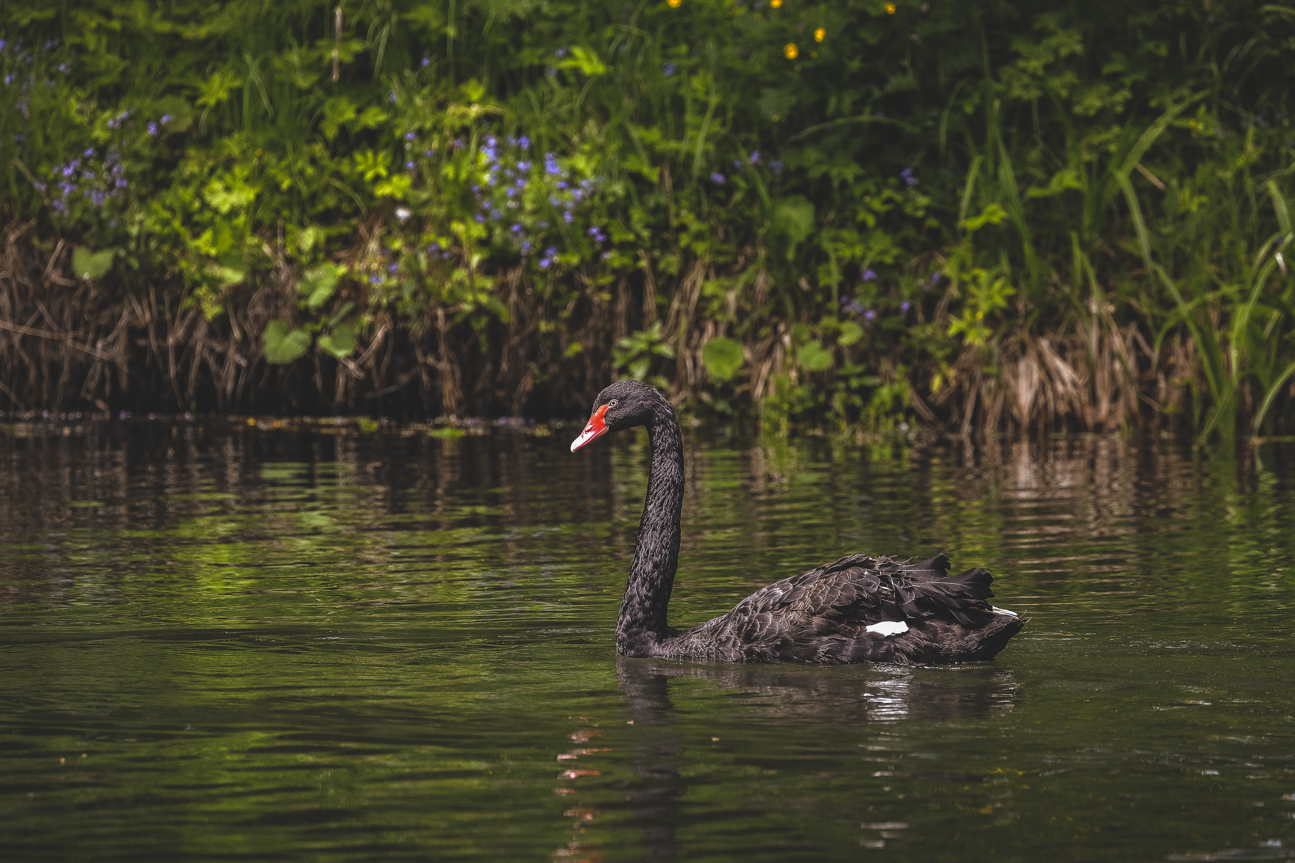 Чёрный лебедь плывет вдоль берега с полевыми цветами