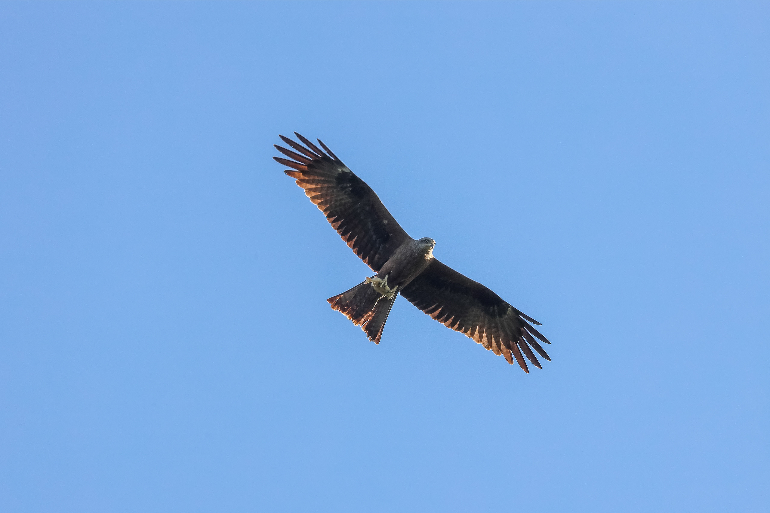 Коршун, несущий рыбу