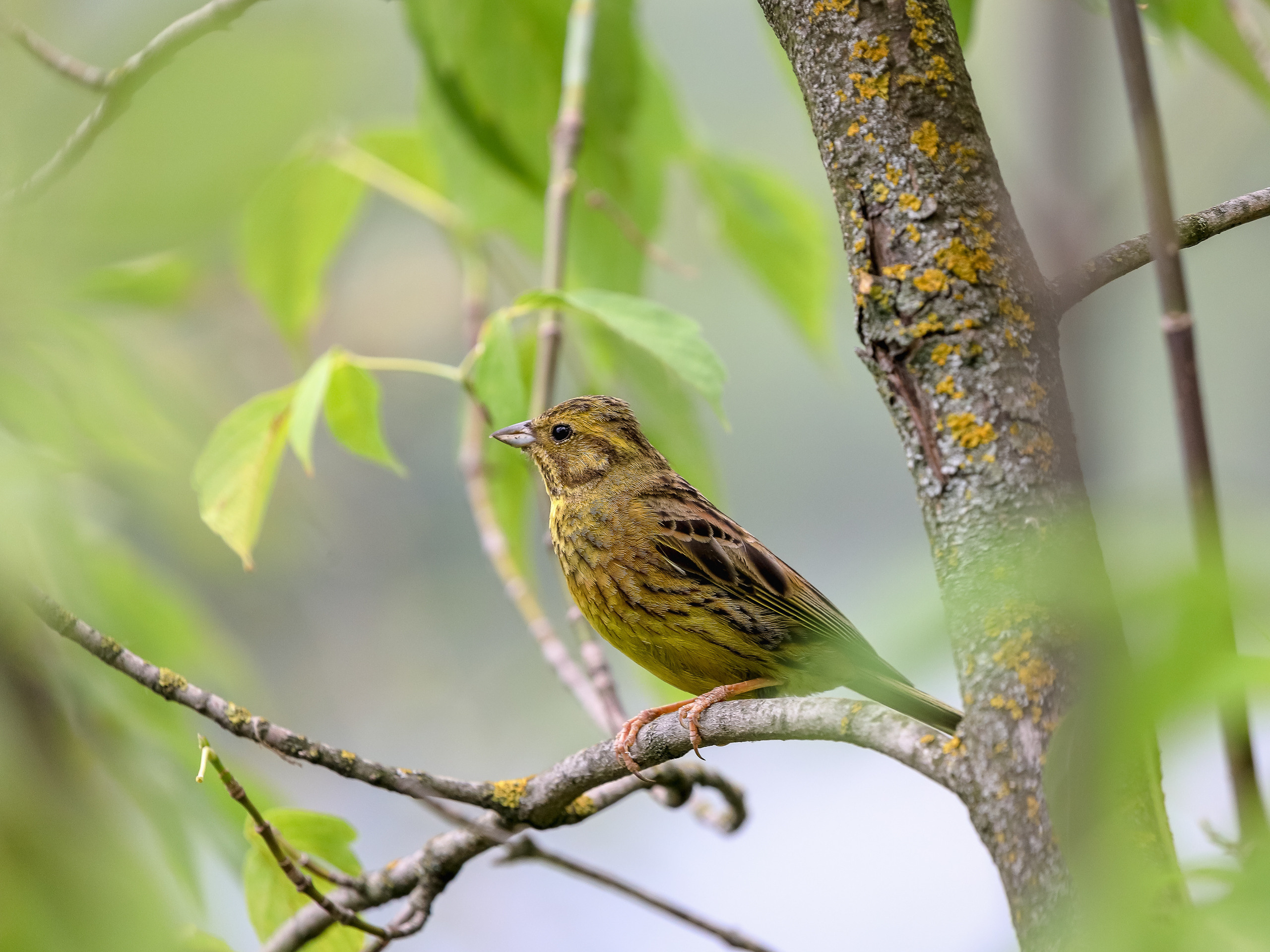 Овсянка обыкновенная на ветке