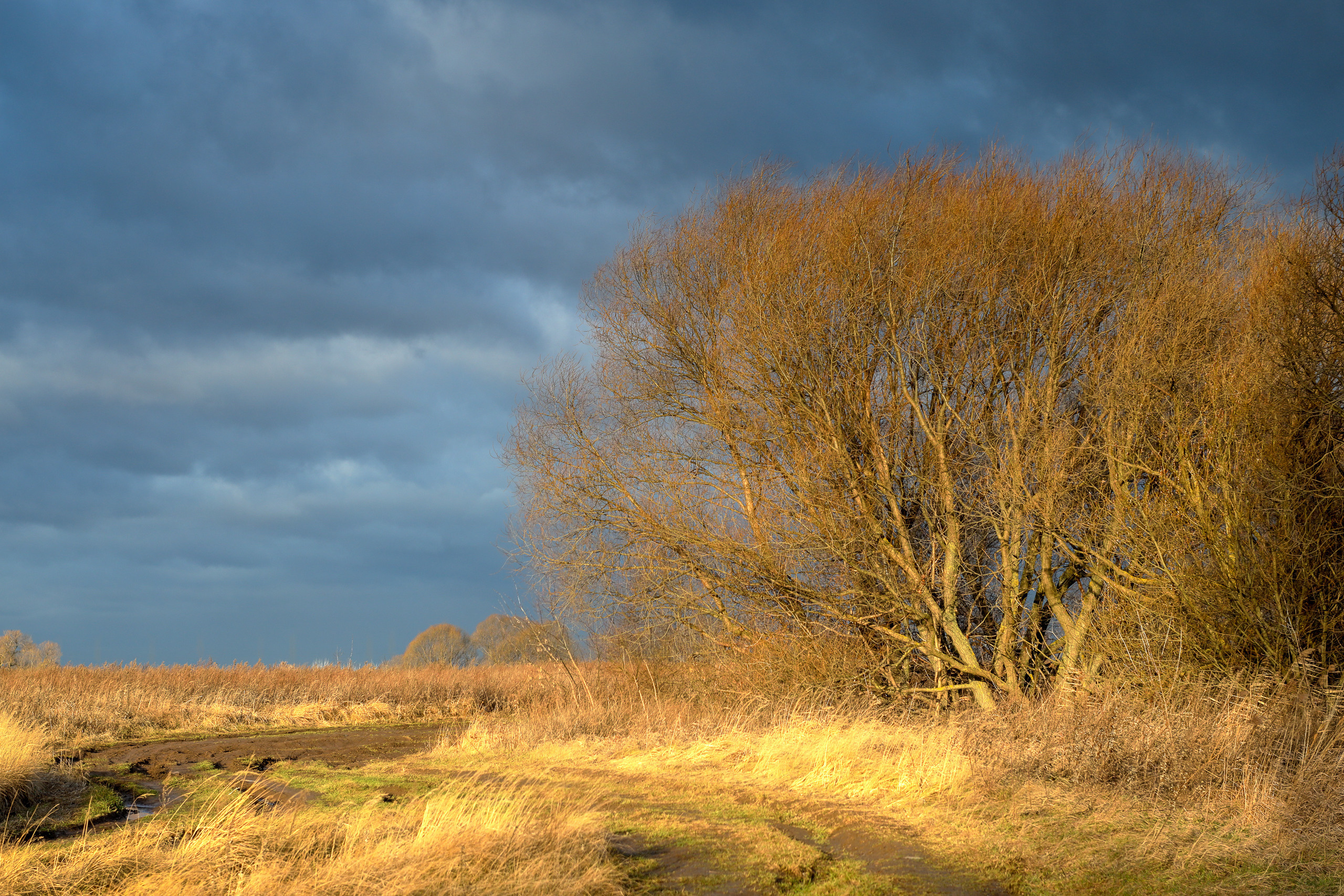Момент декабря в полях Подмосковья
