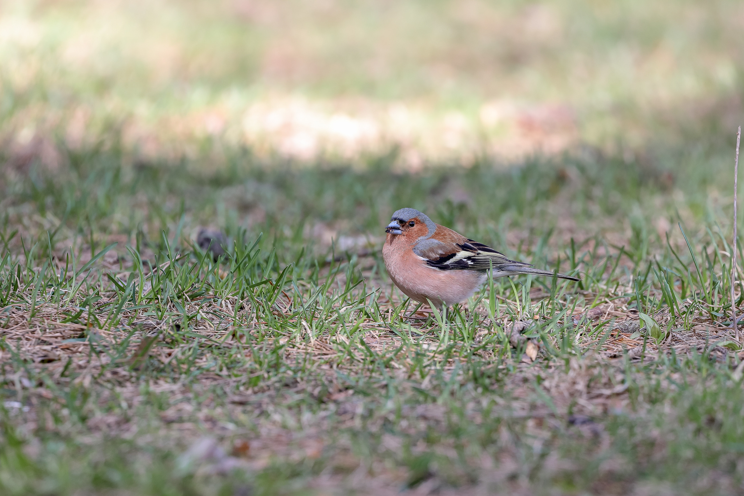 Зяблик на траве