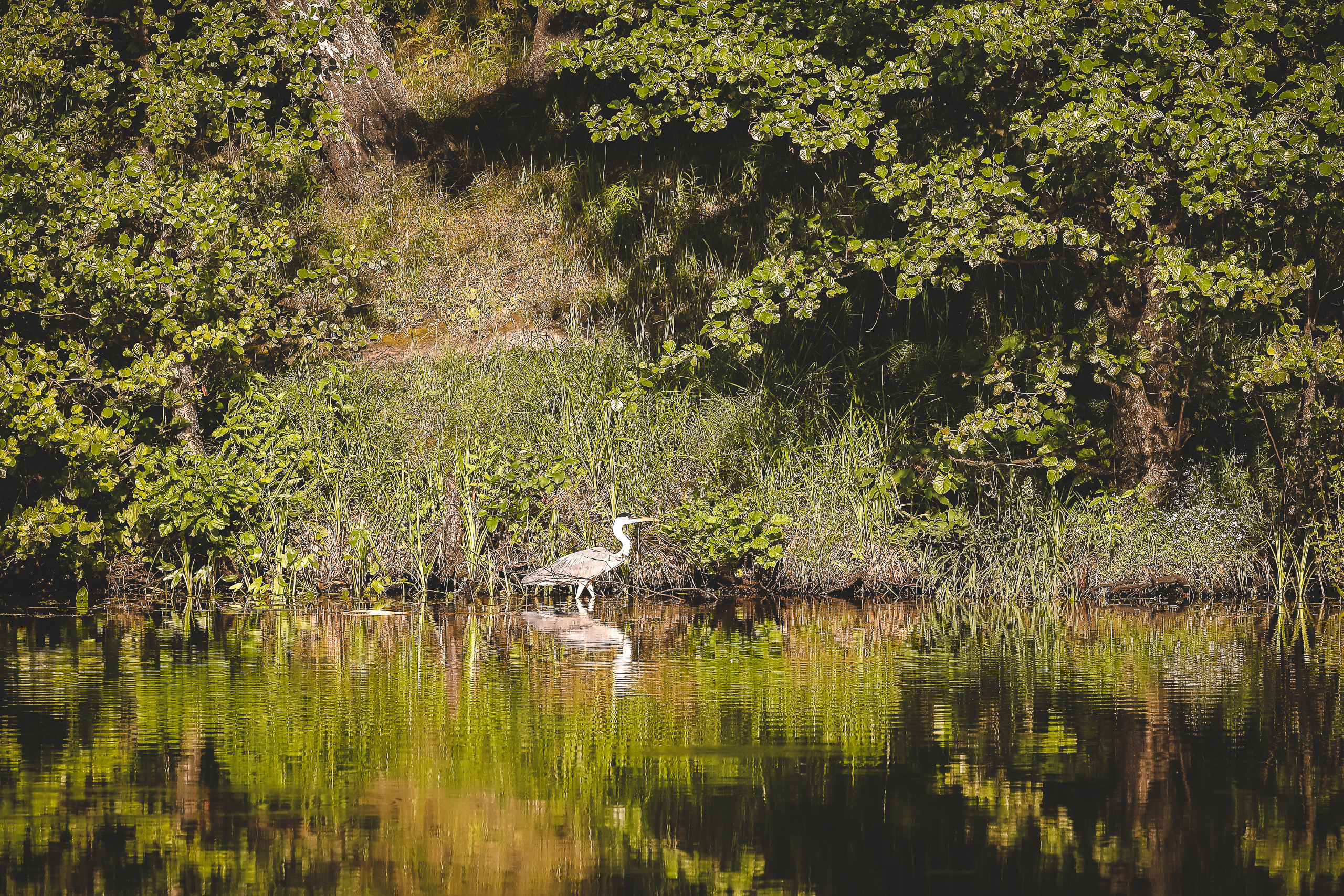 Цапля следует вдоль берега реки в поисках корма