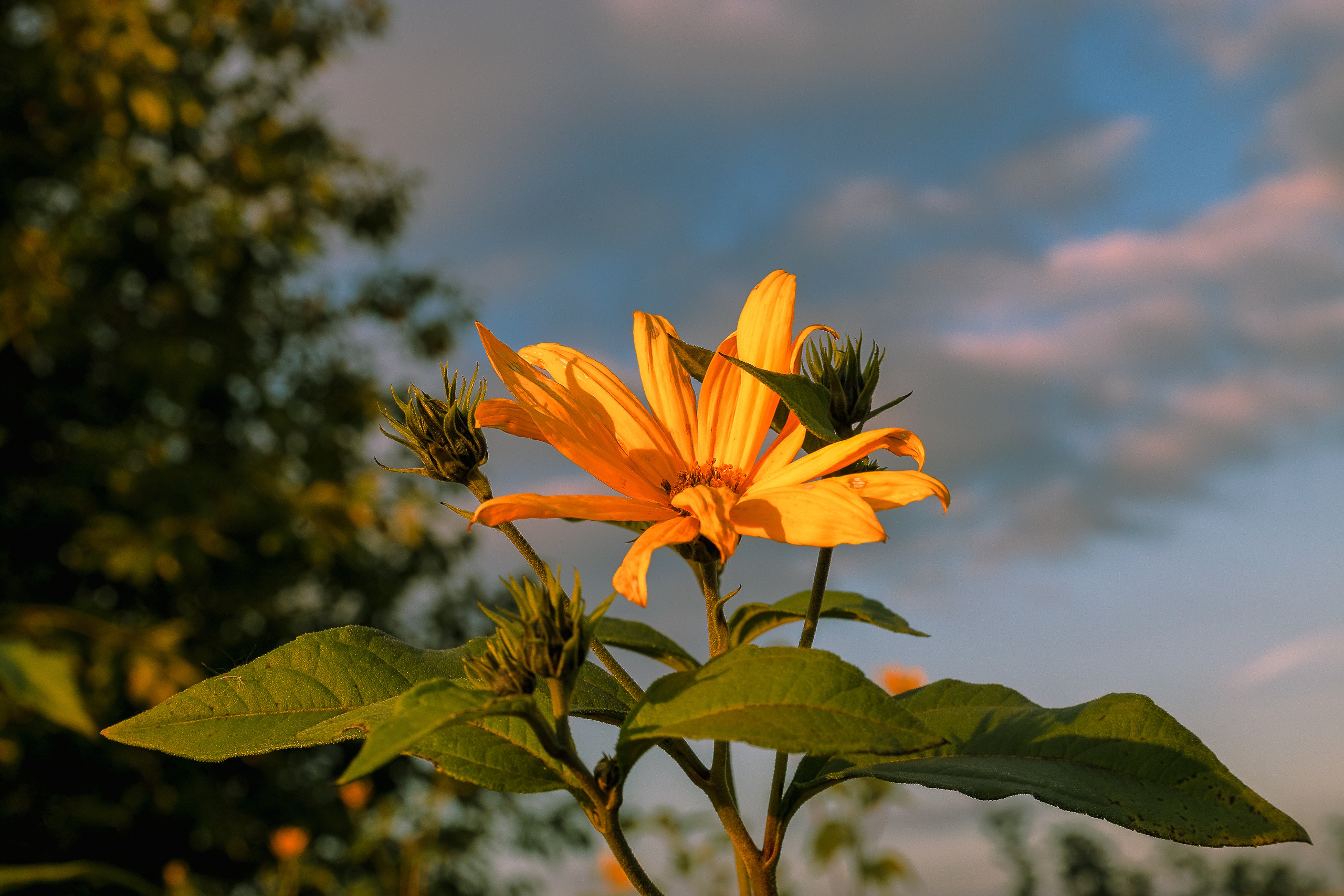 Цветущий топинамбур