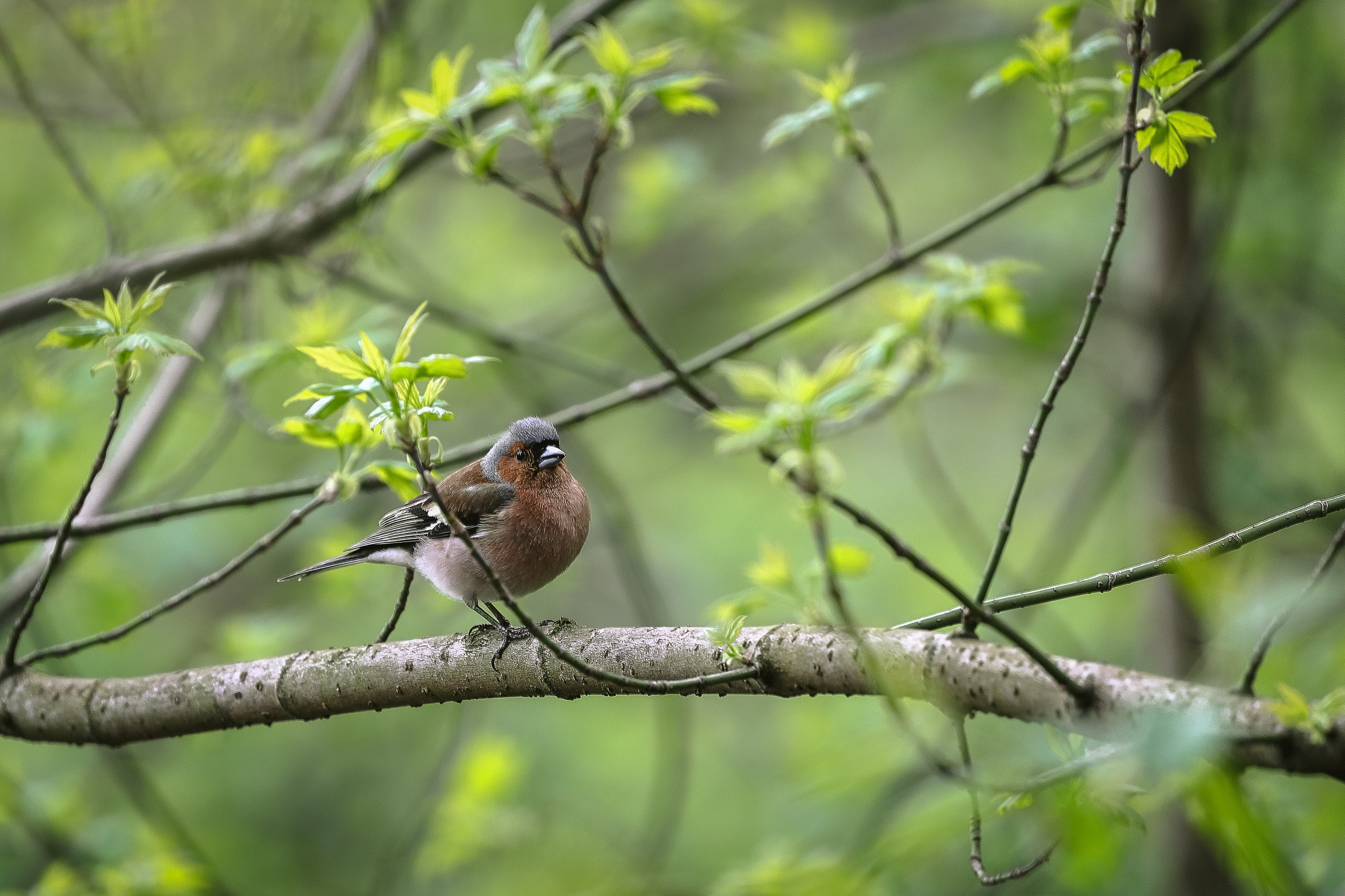 Европейский зяблик один из наиболее многочисленных в России