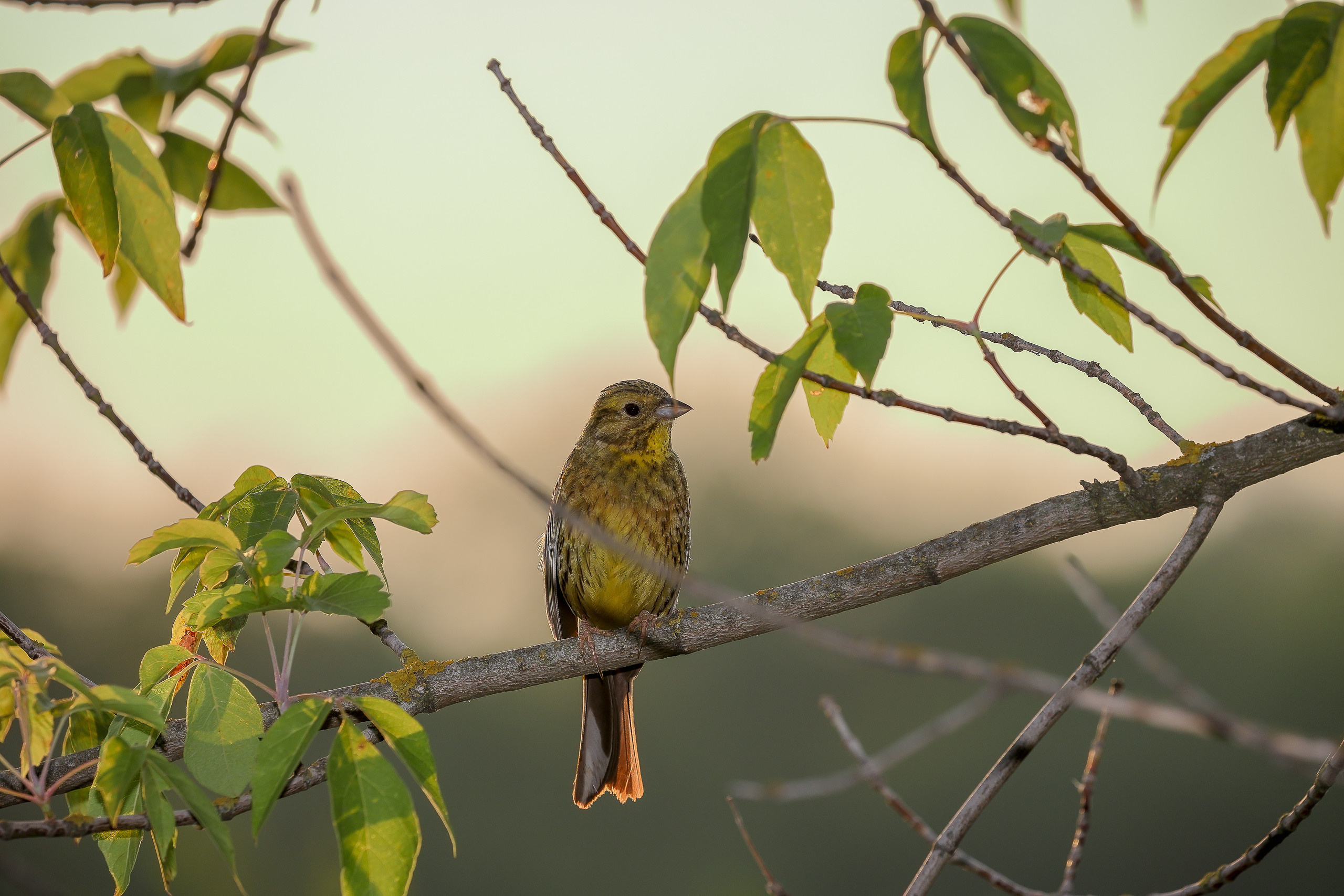 Овсянка в контровом свете