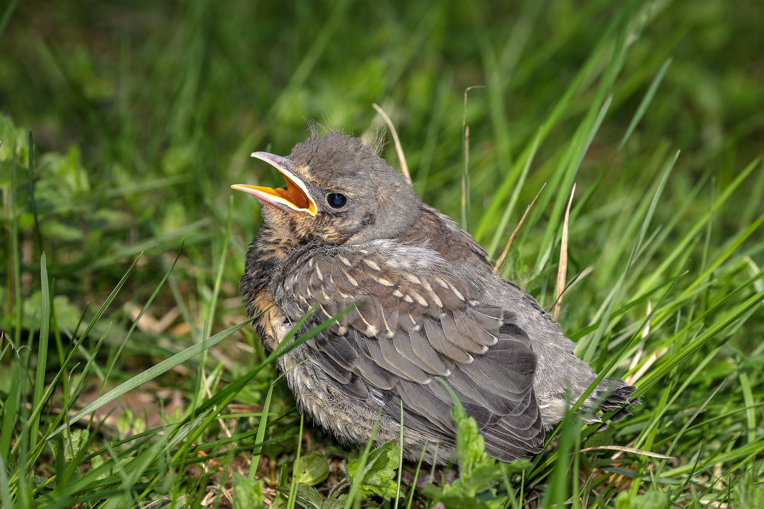 Птенец дрозда-рябинника сидит на траве
