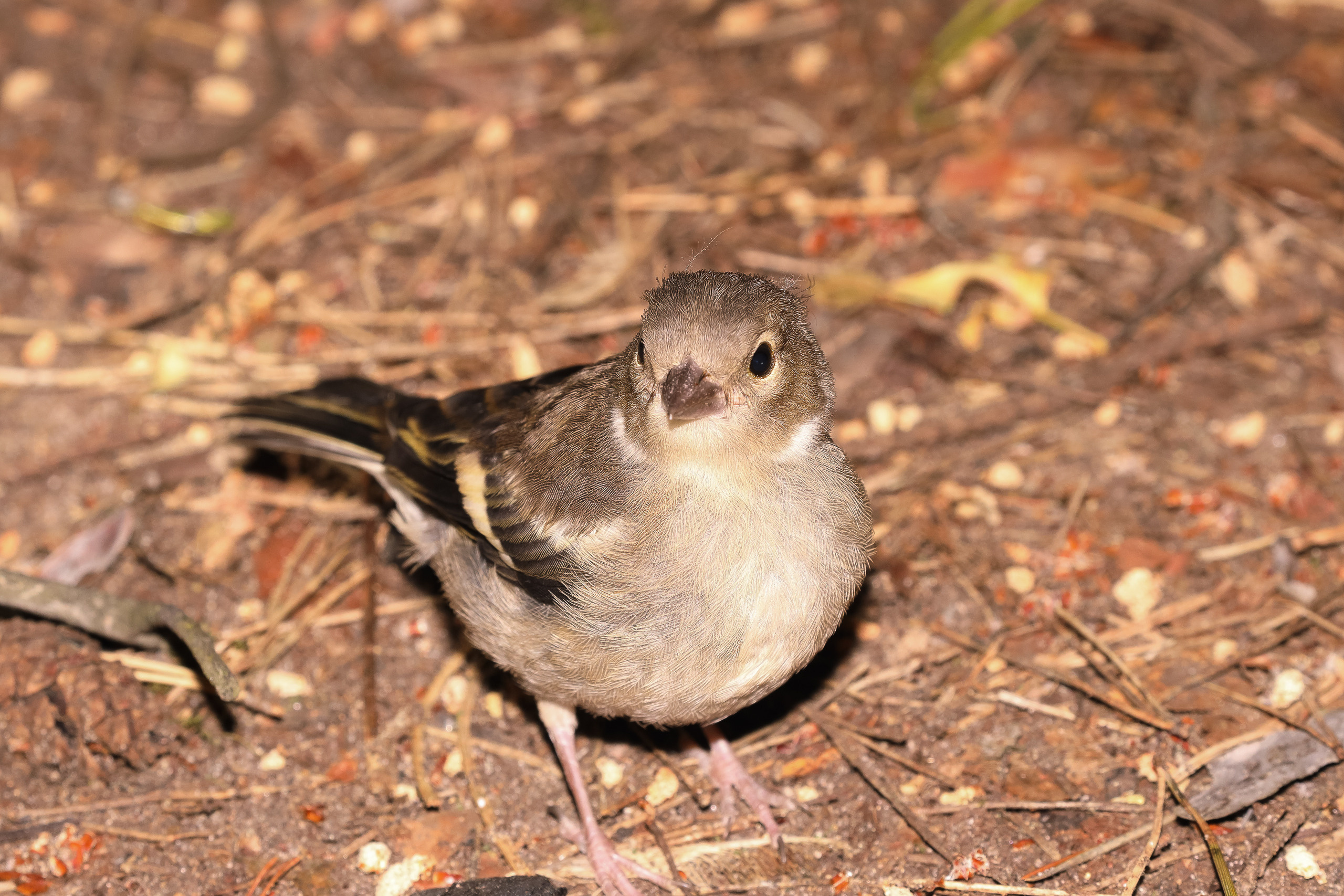 Вьюрок позирует