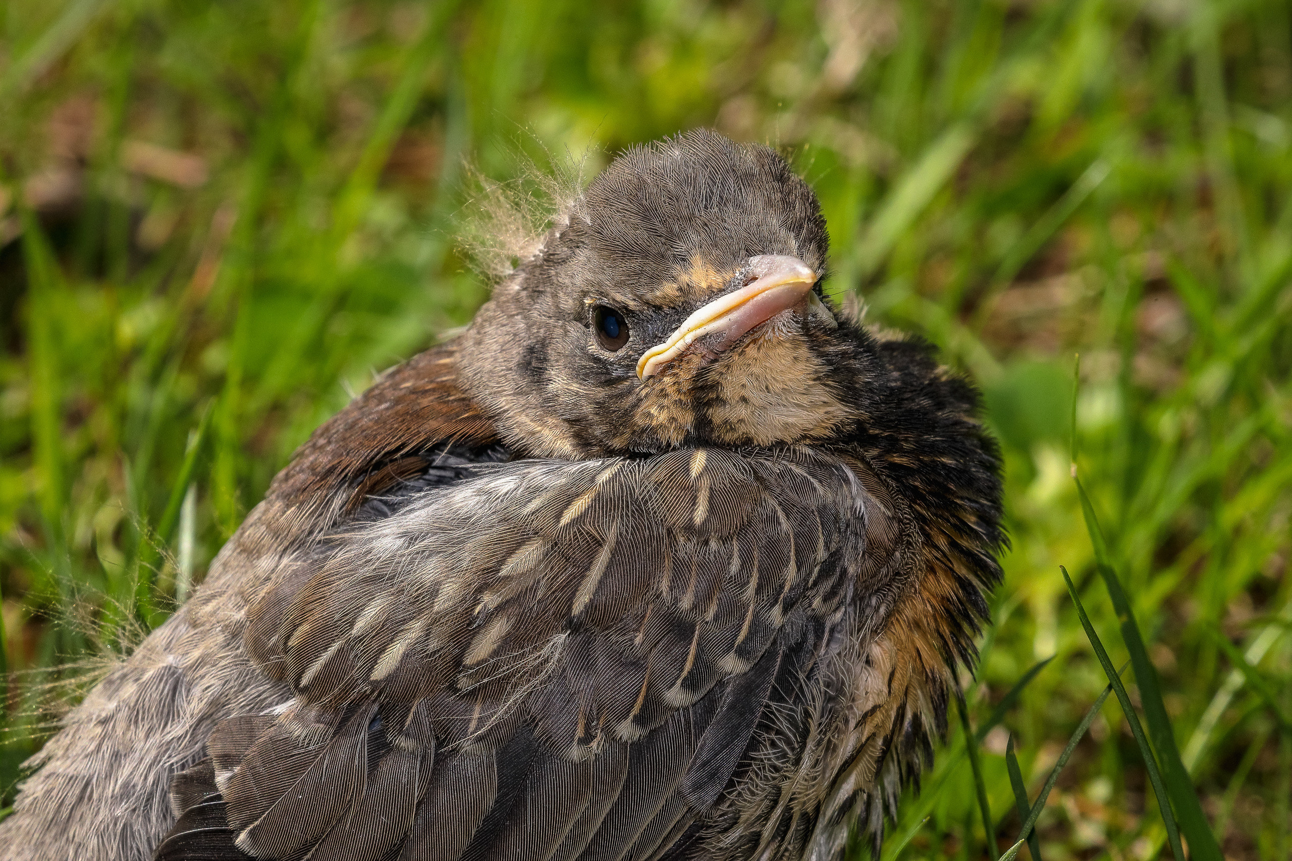 Портретный снимок птенца дрозда рябинника