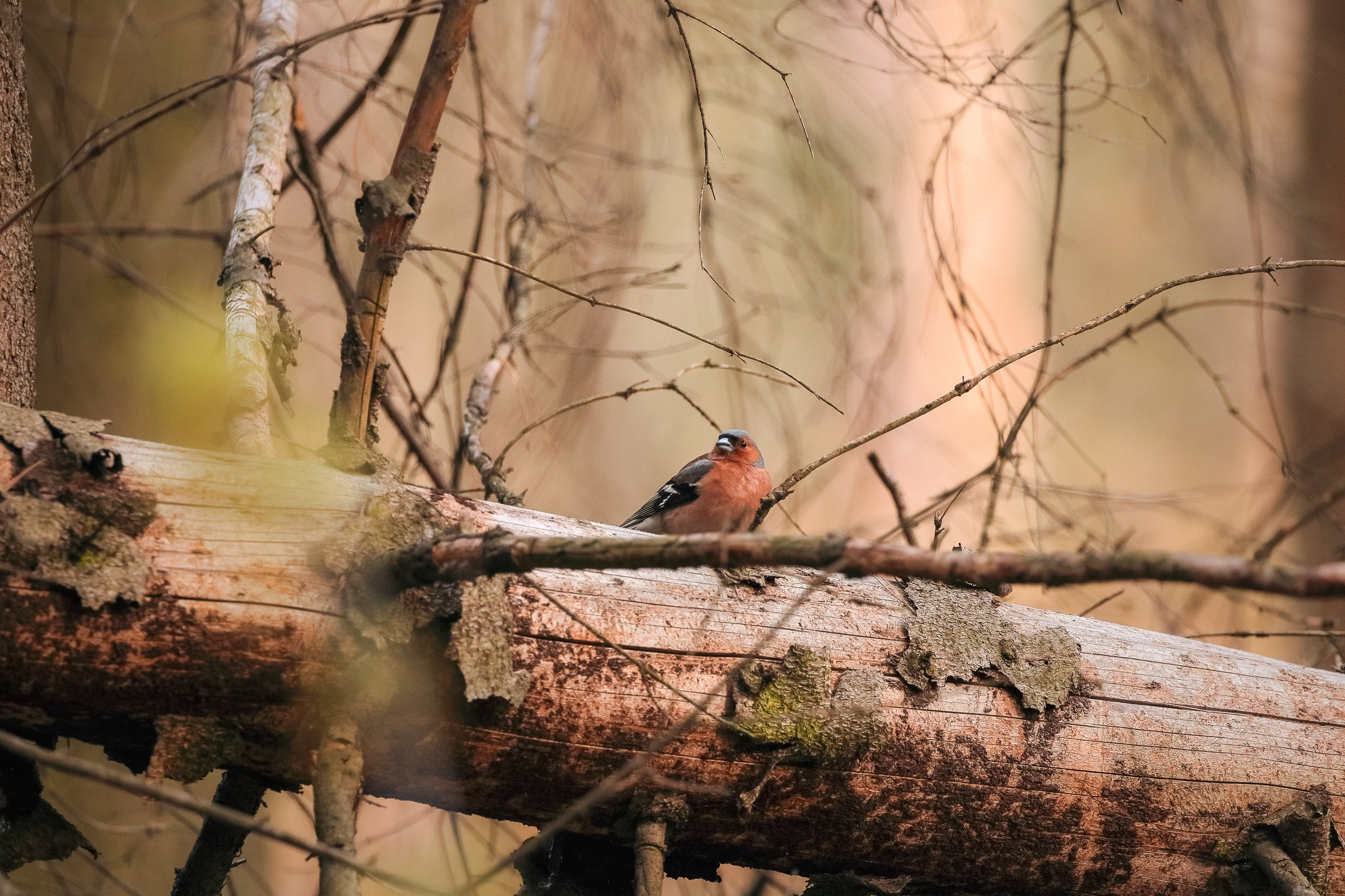 Зяблик прячется на бревне в закатном освещении