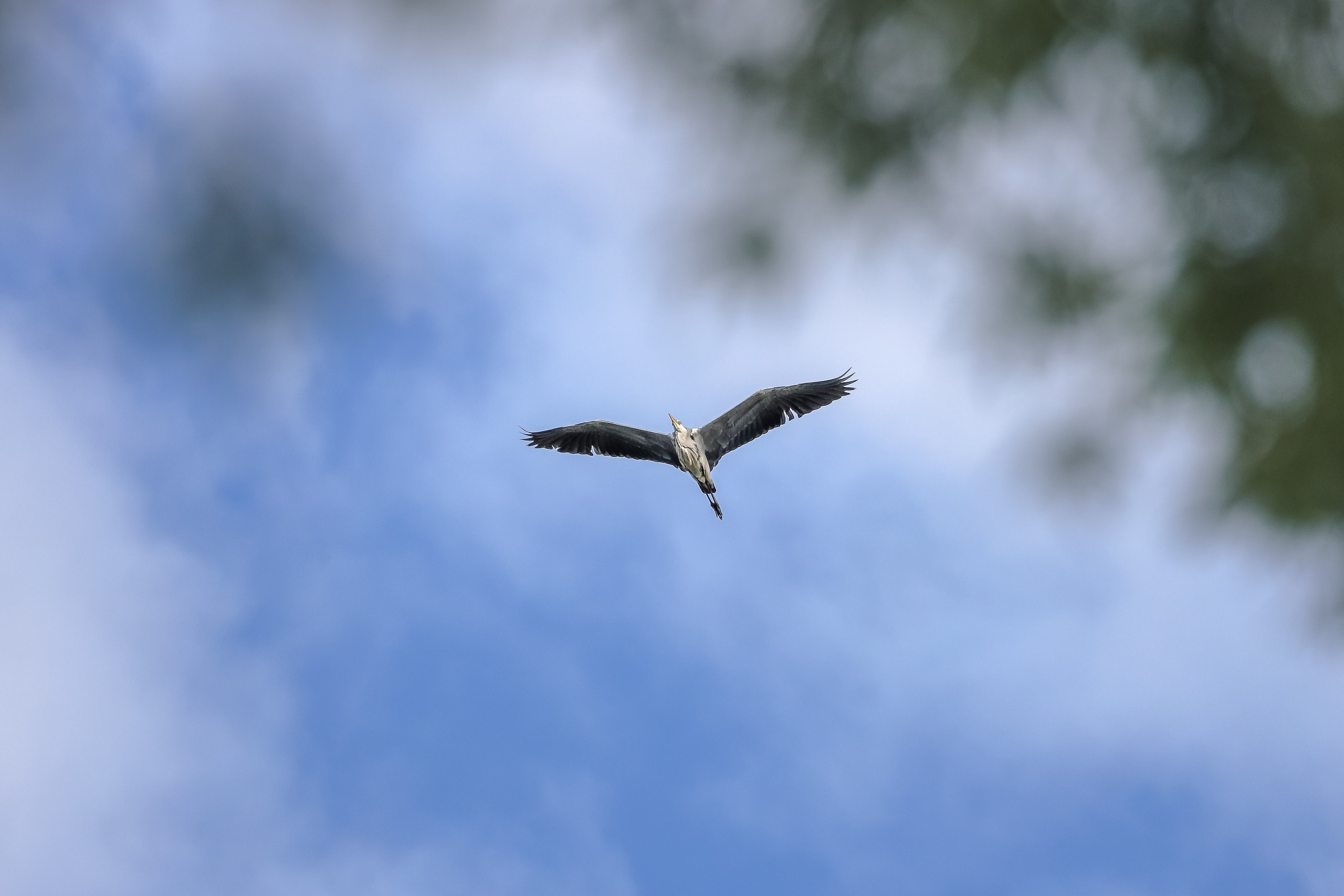Серая цапля в полете