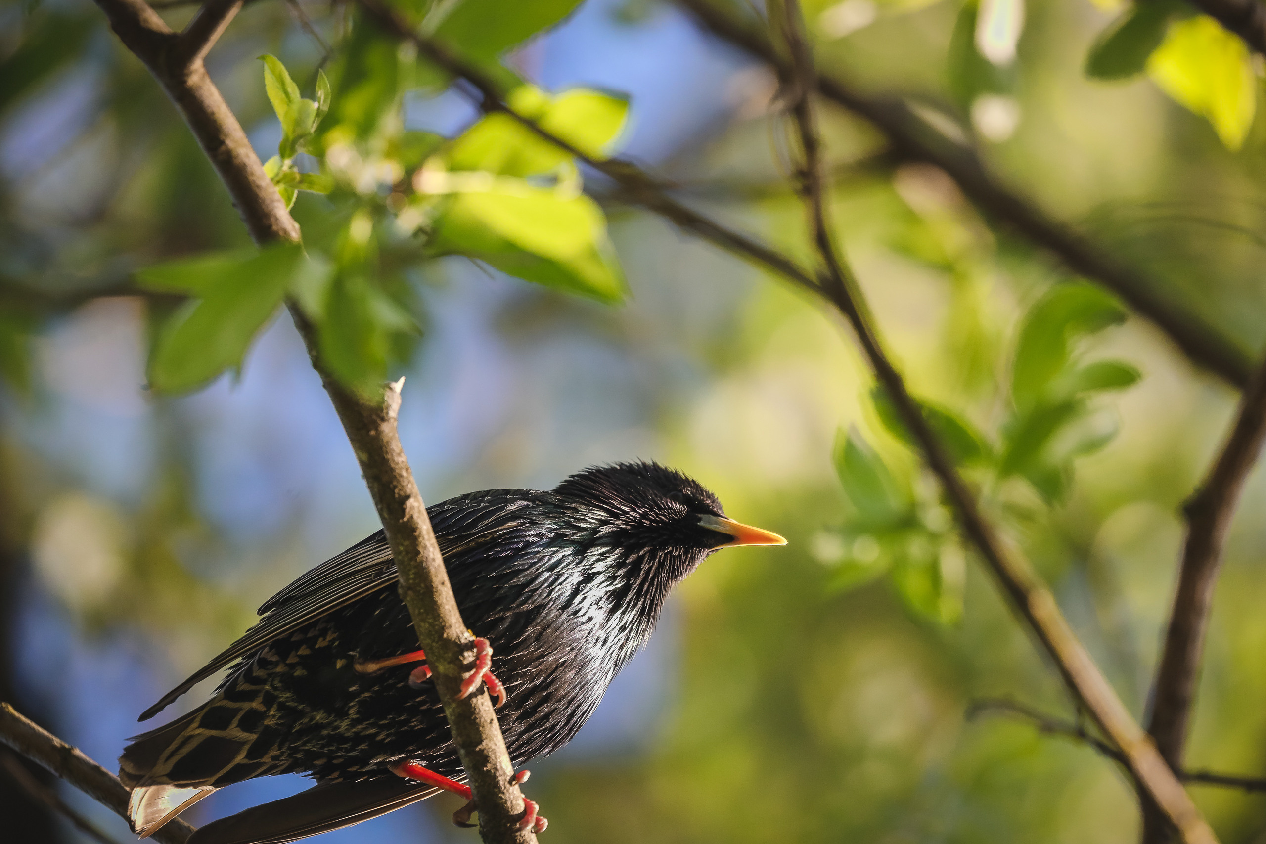 Весенний скворец