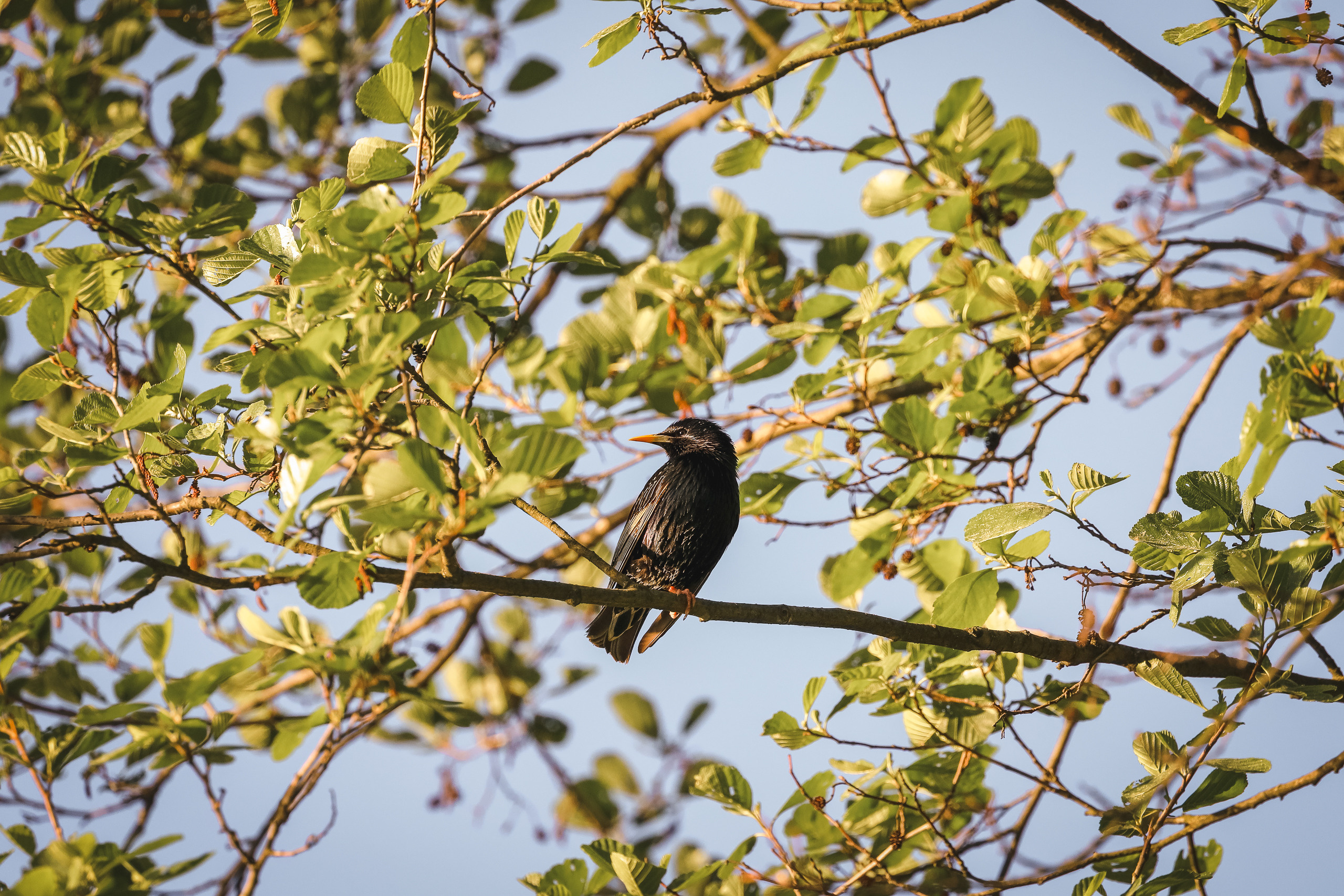 Переливающийся различными оттенками блестящих частей оперения обыкновенный скворец