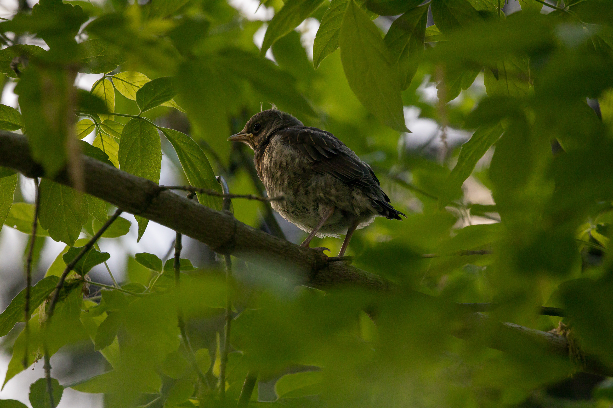 Птенец слеток дрозда рябинника