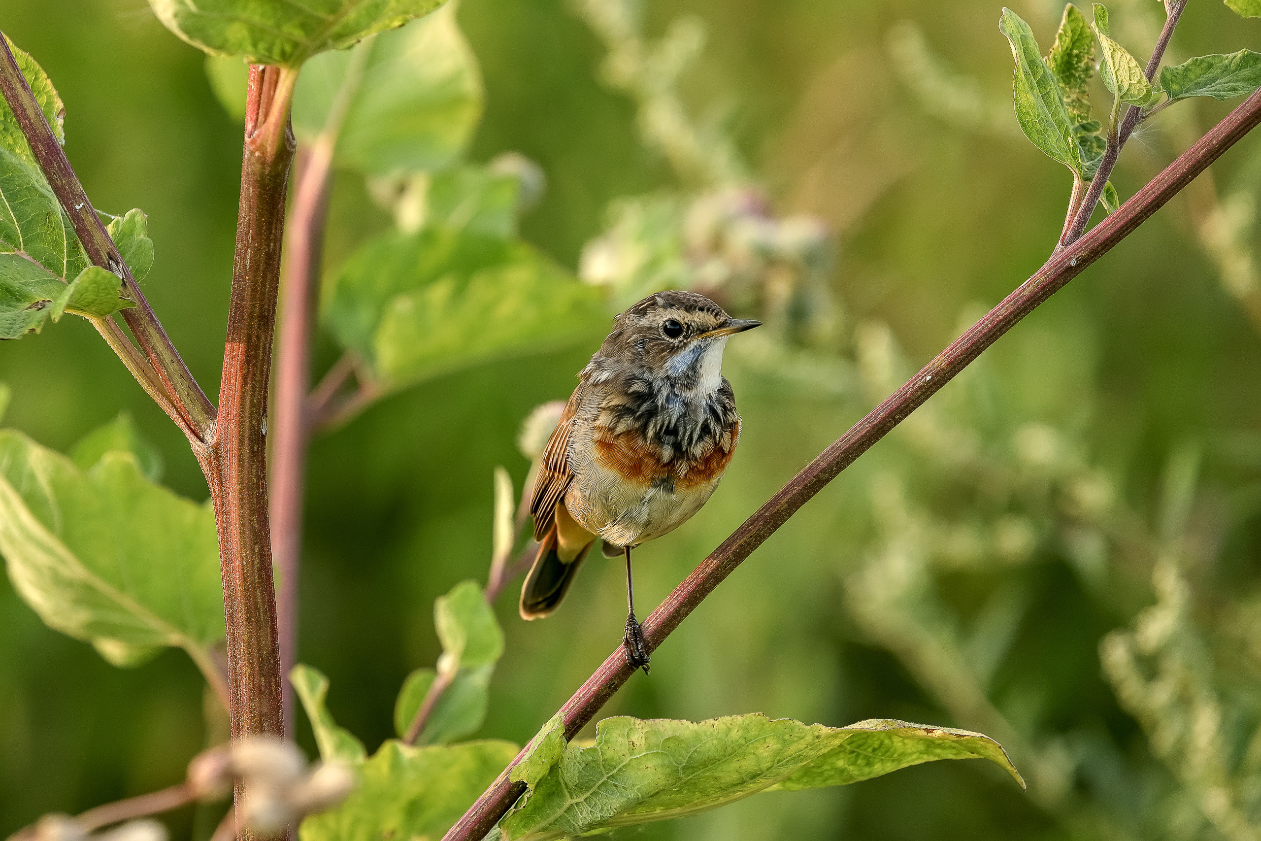 Молодая варакушка крупным планом