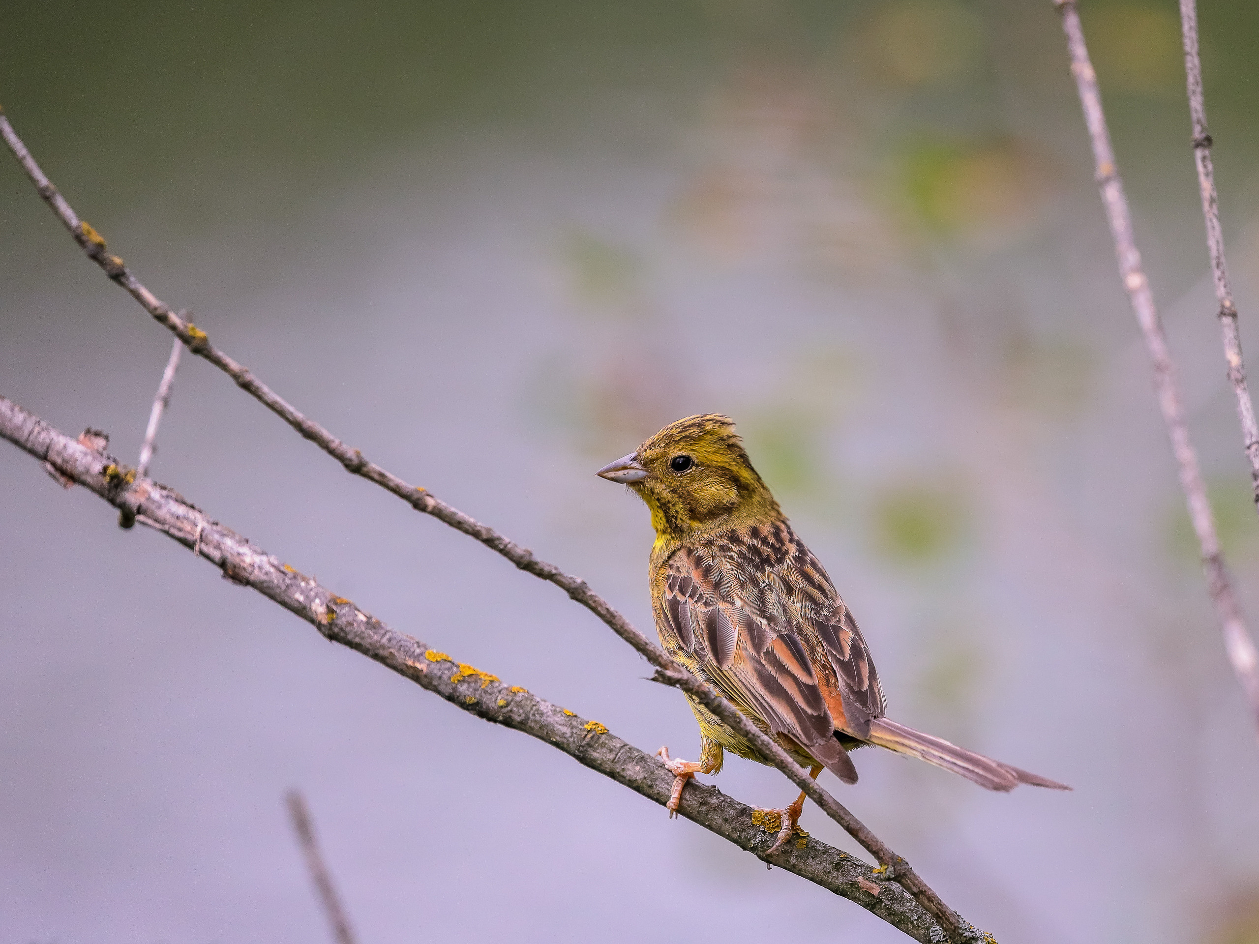 Овсянка, хорошо узнаваемая птица по яркому золотисто-жёлтому оперению на голове и груди