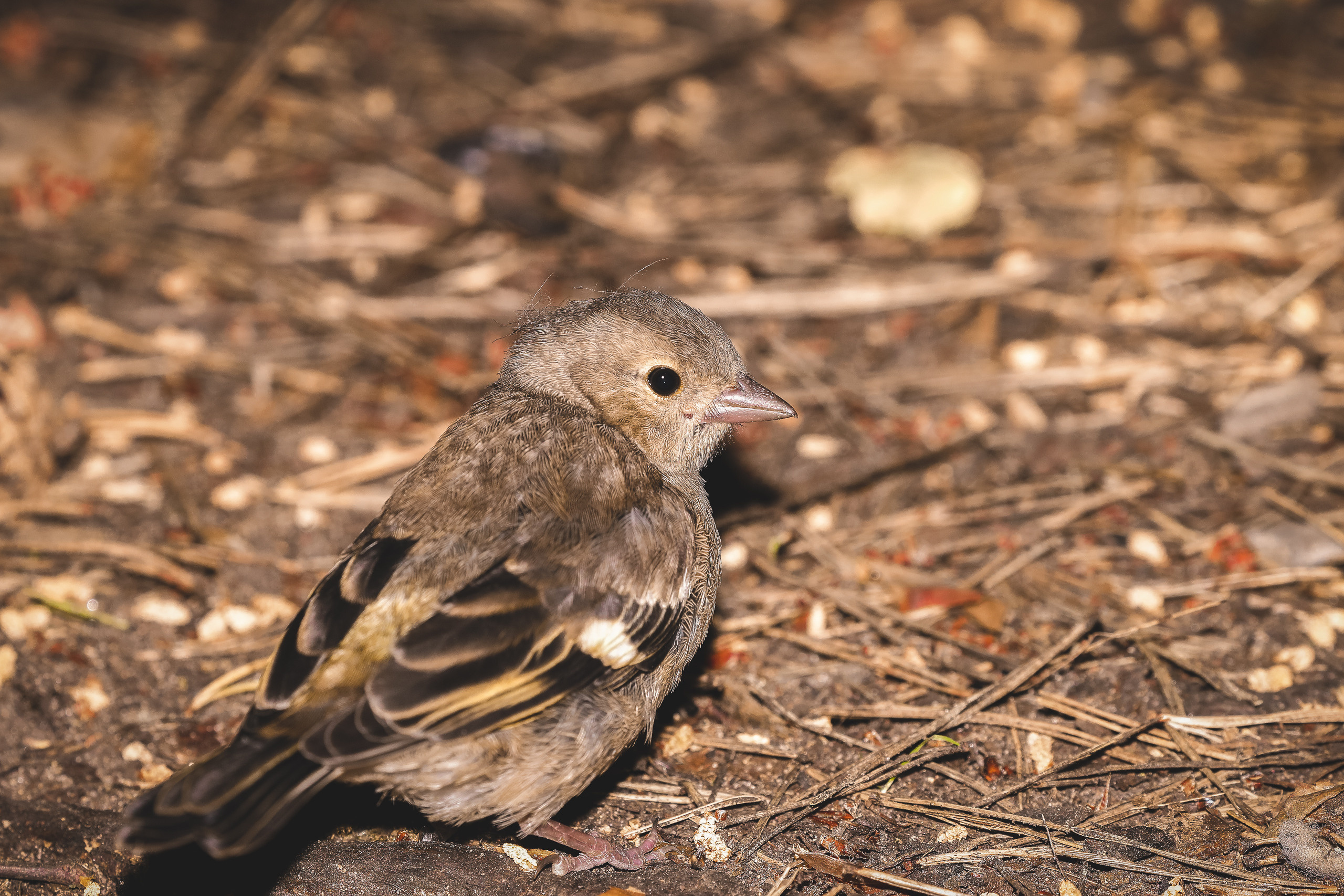 Оглядывающийся вьюрок