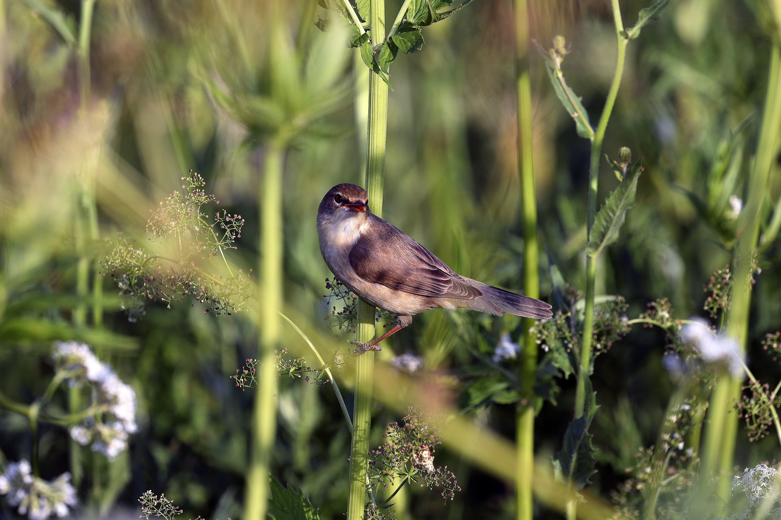 Болотная камышовка летом