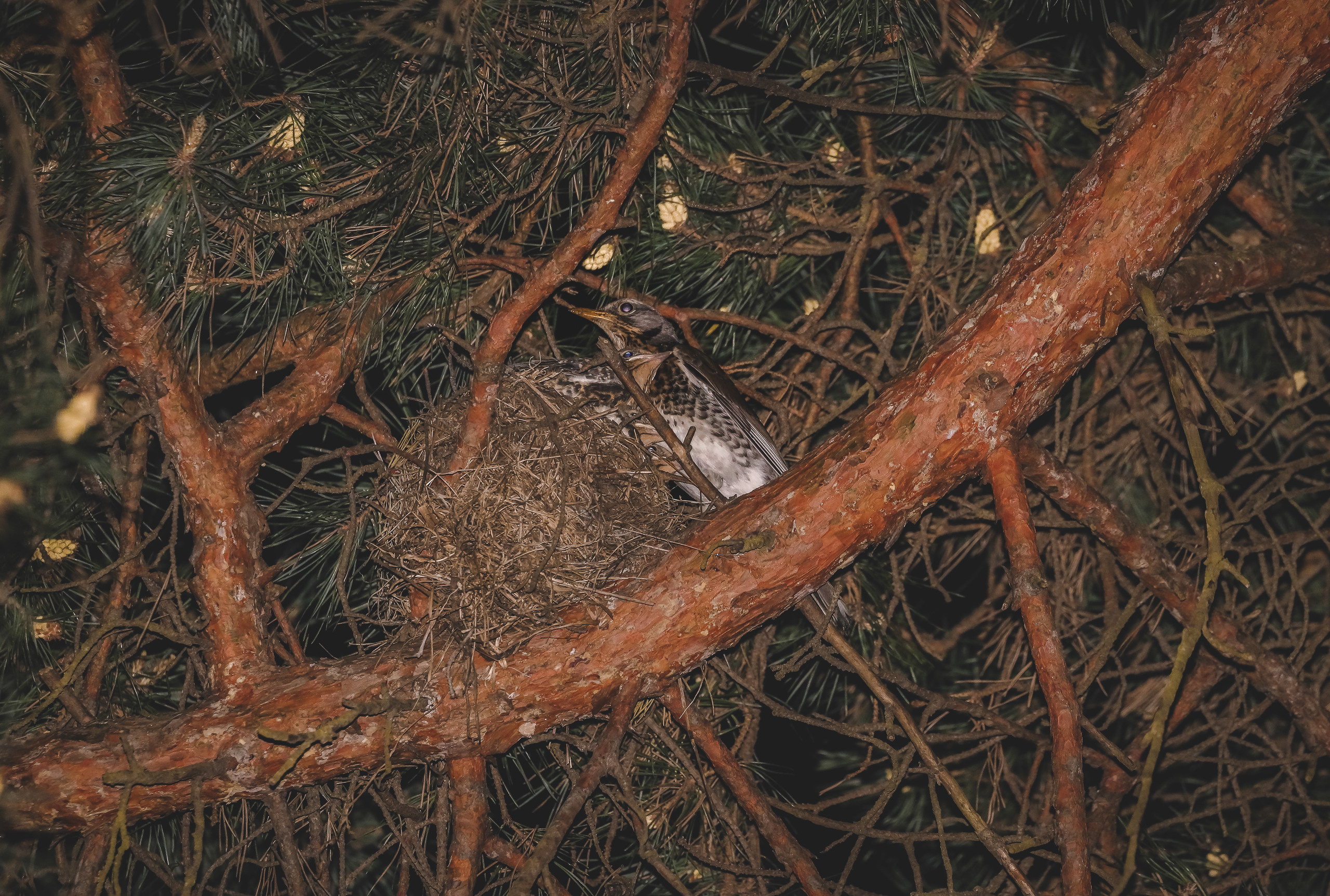 Птенцы дрозда-рябинника в момент кормления. Гнездо рябинника