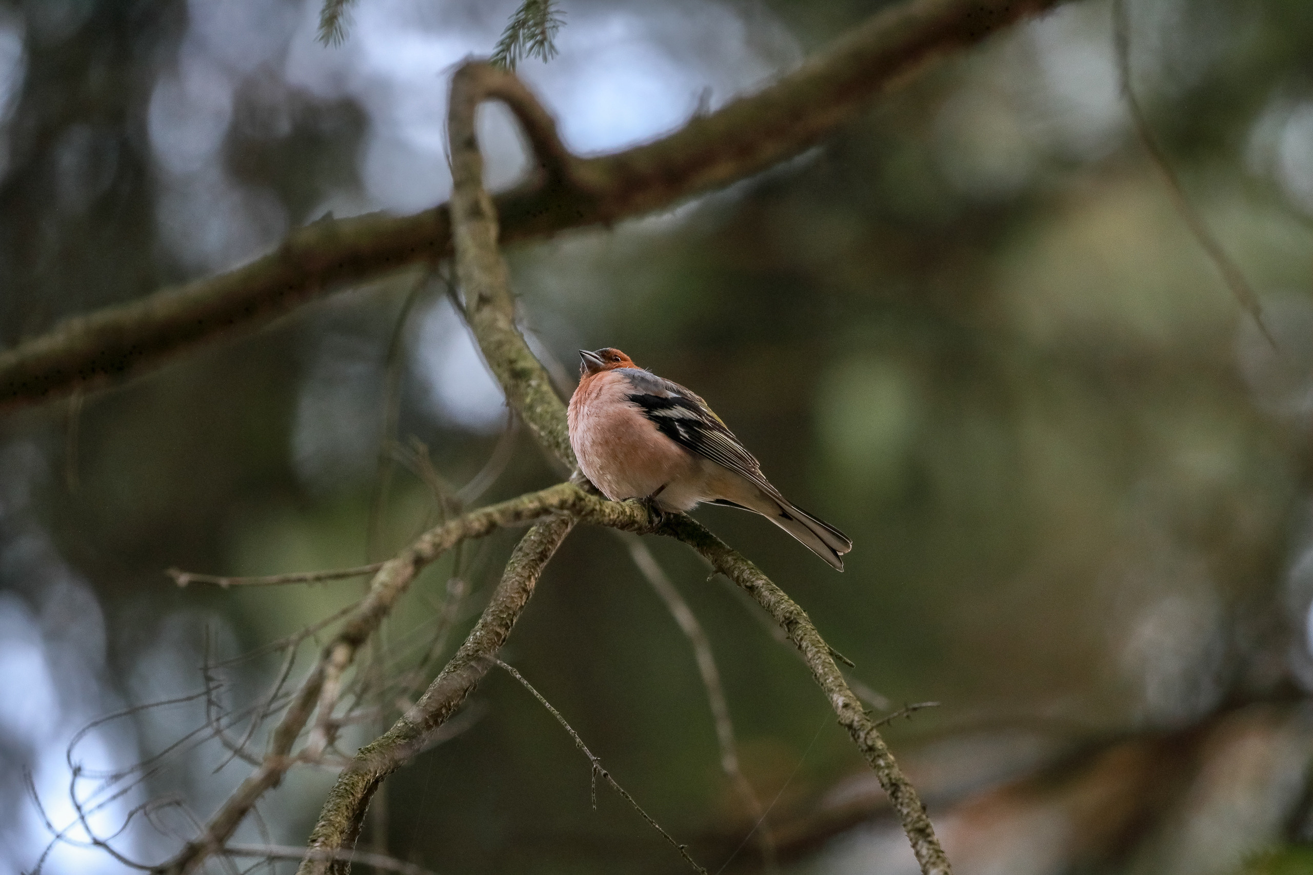 Зяблик на ветке вид снизу сбоку