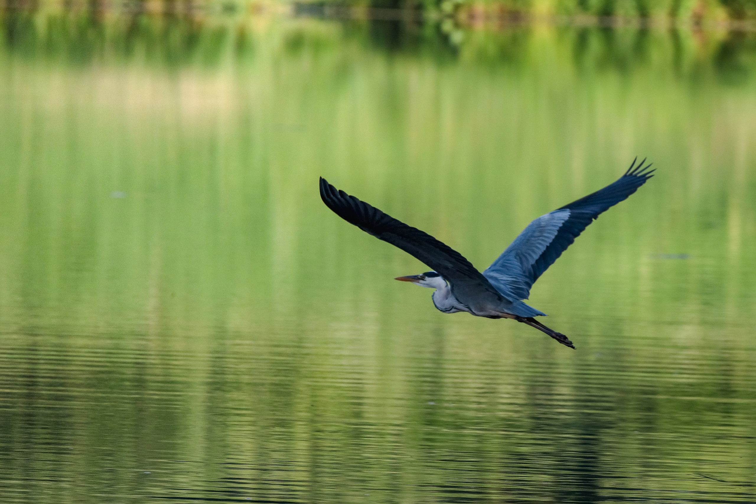 Летящая серая цапля