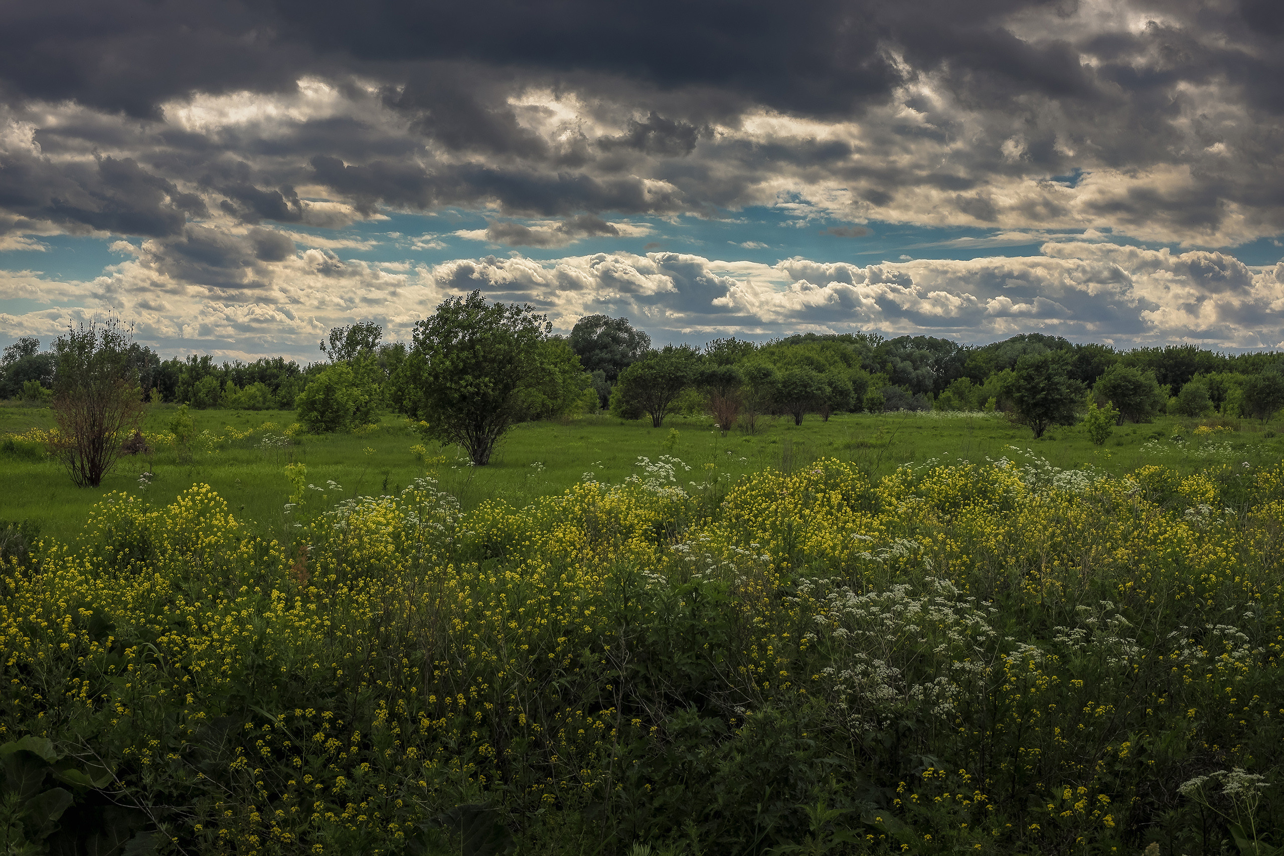 Красота летней природы Подмосковья