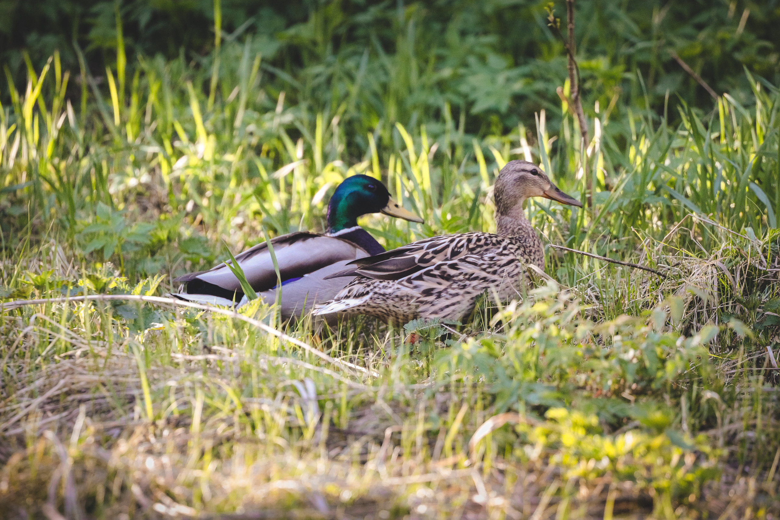 Утки парами. Самец и самка кряквы весной