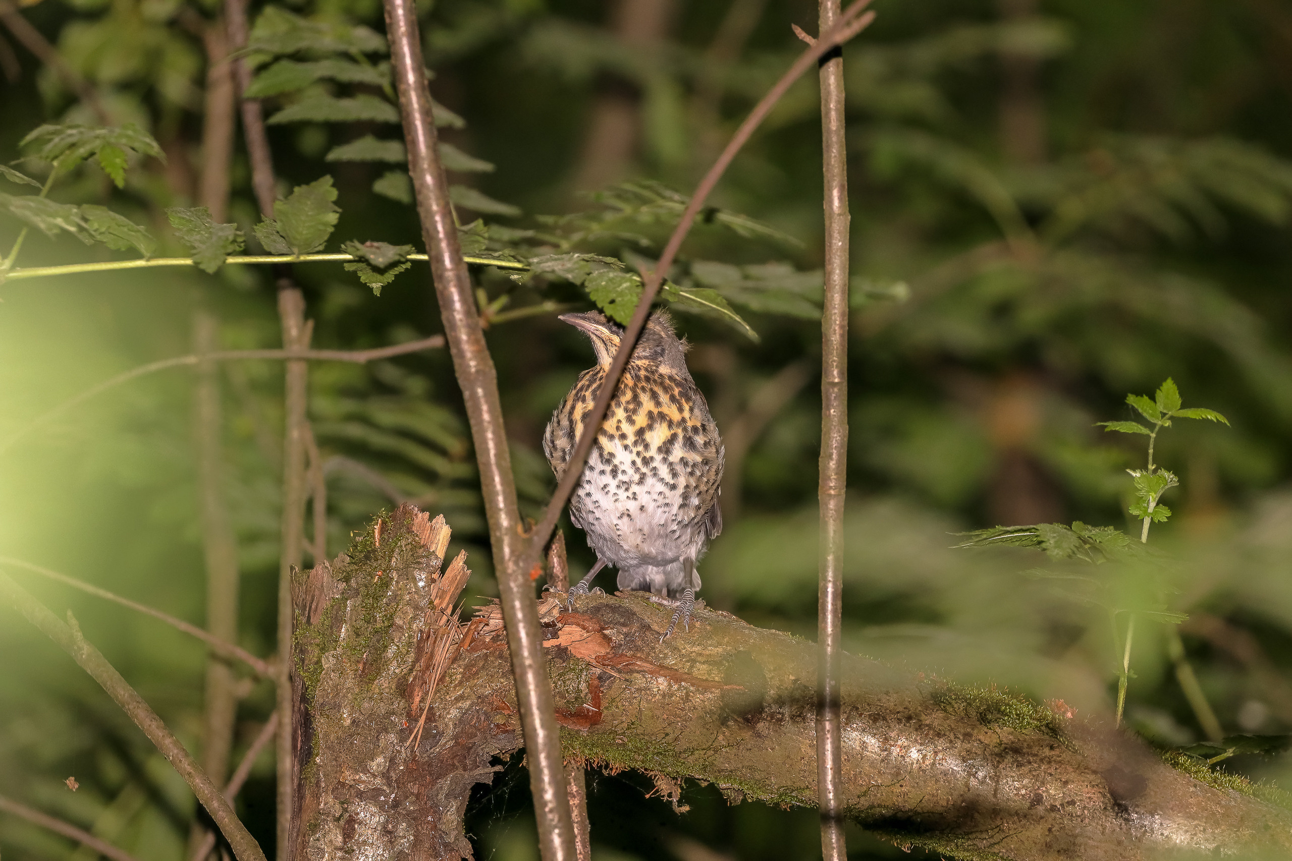 Дрозд рябинник Fieldfare