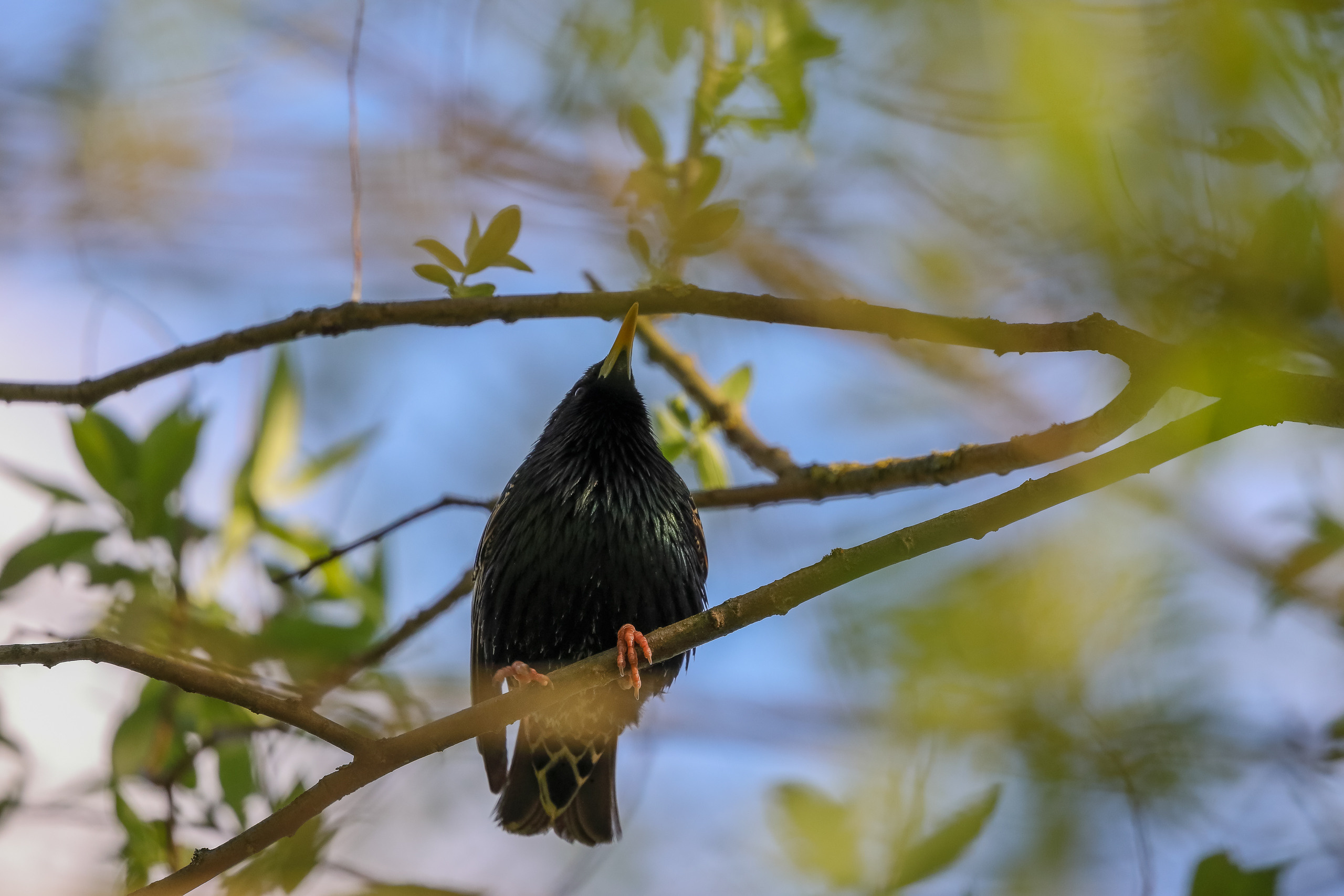 Скворец обыкновенный позирует на ветке