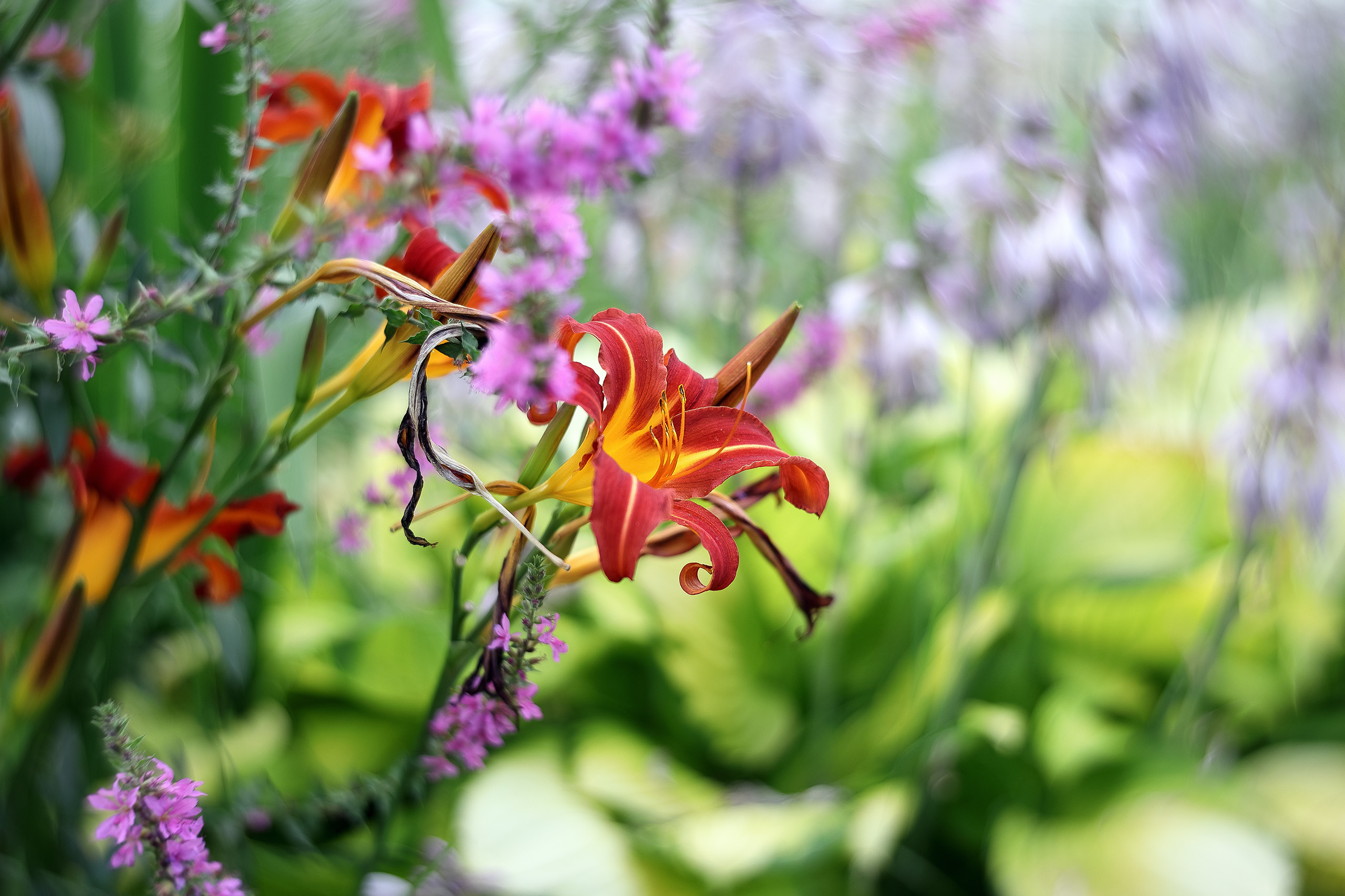 Цветущий лилейник