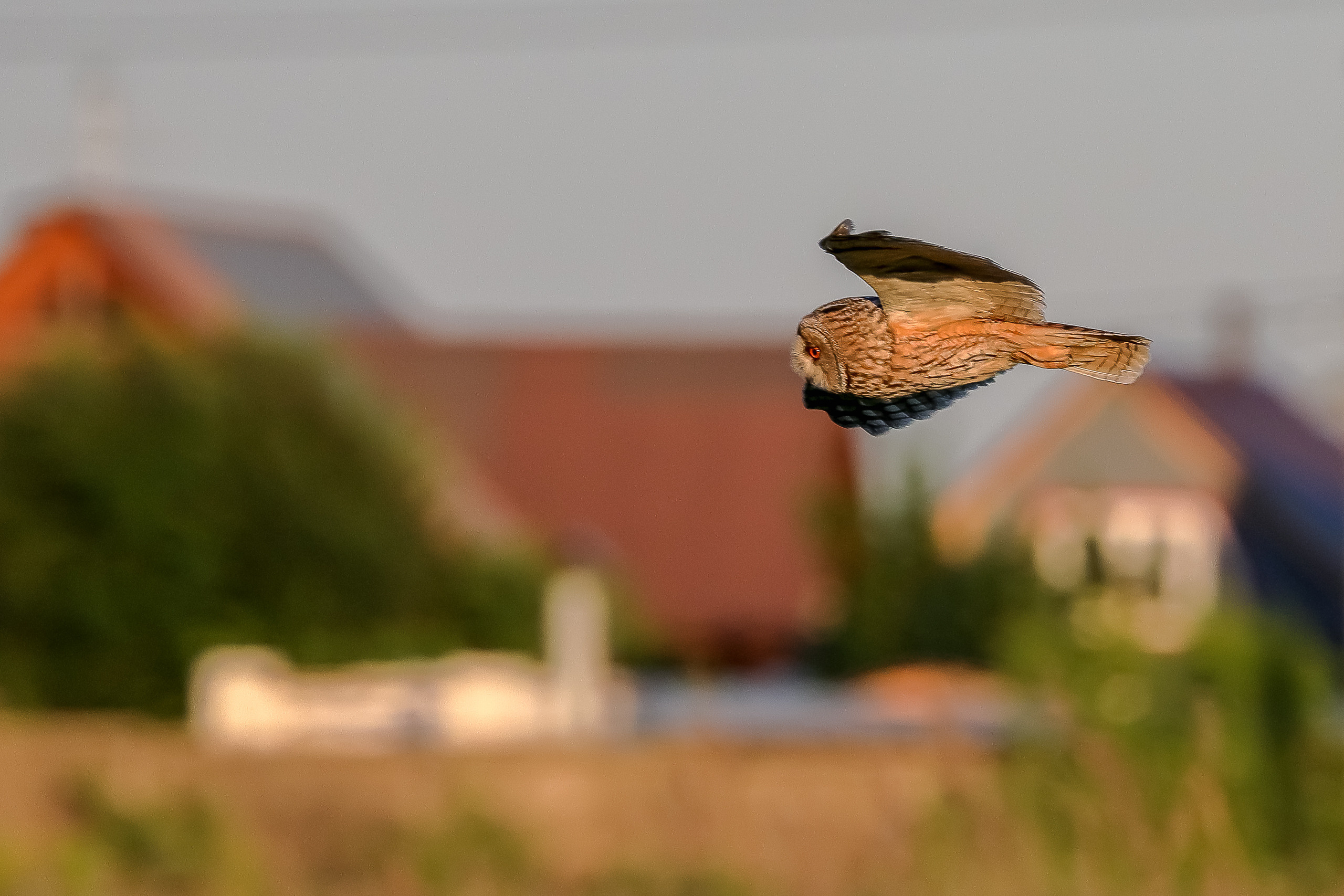 Сова в полете на фоне домов