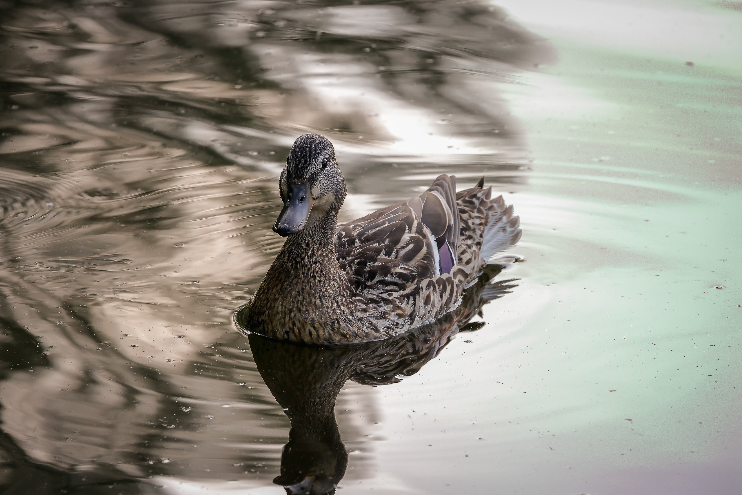 Утка кряква