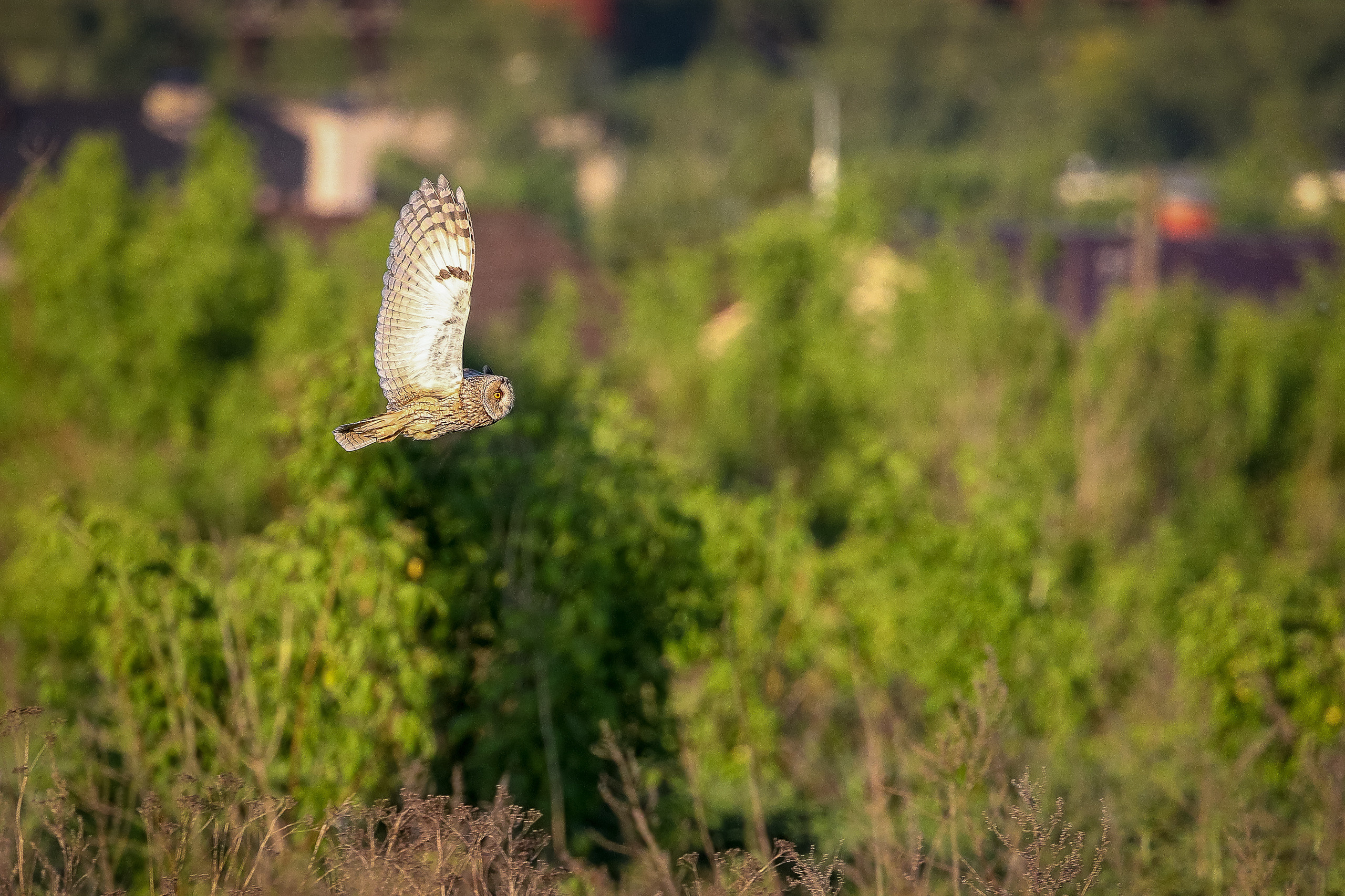 Ушастая сова в полете вид сбоку
