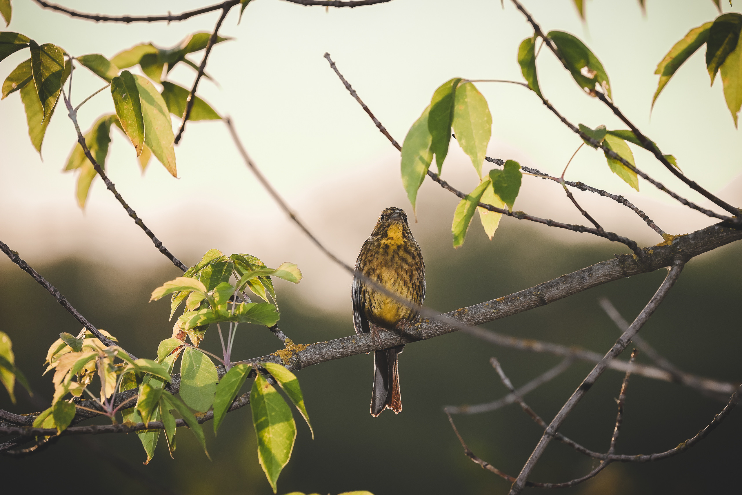 Овсянка вечером в контровом освещении