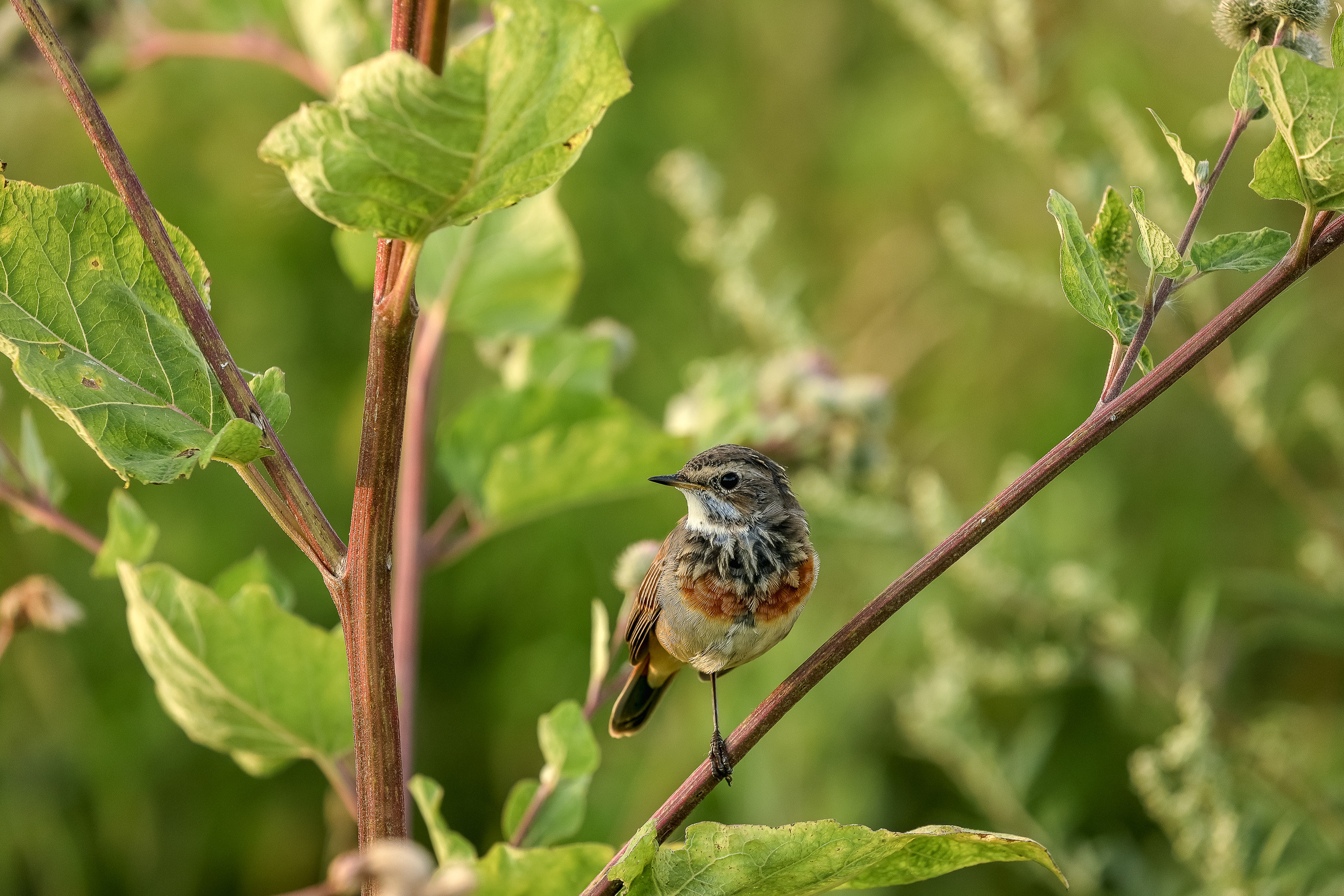 Дрозд-варакушка молодая птица