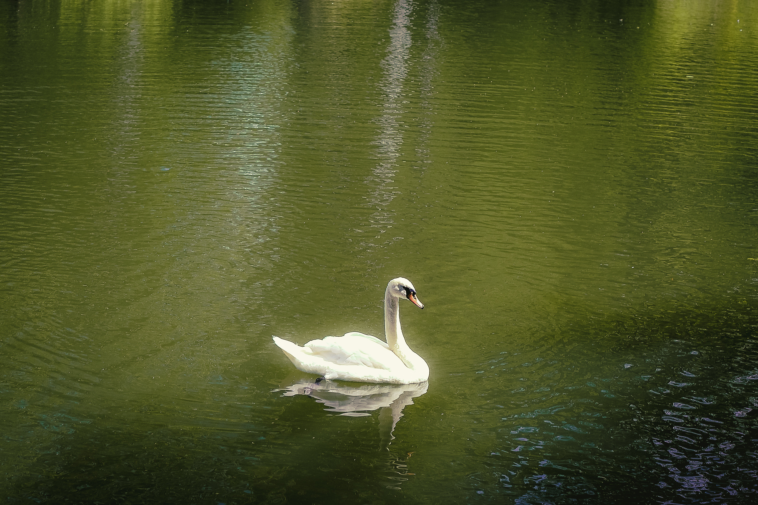 Лебедь-шипун на пруду