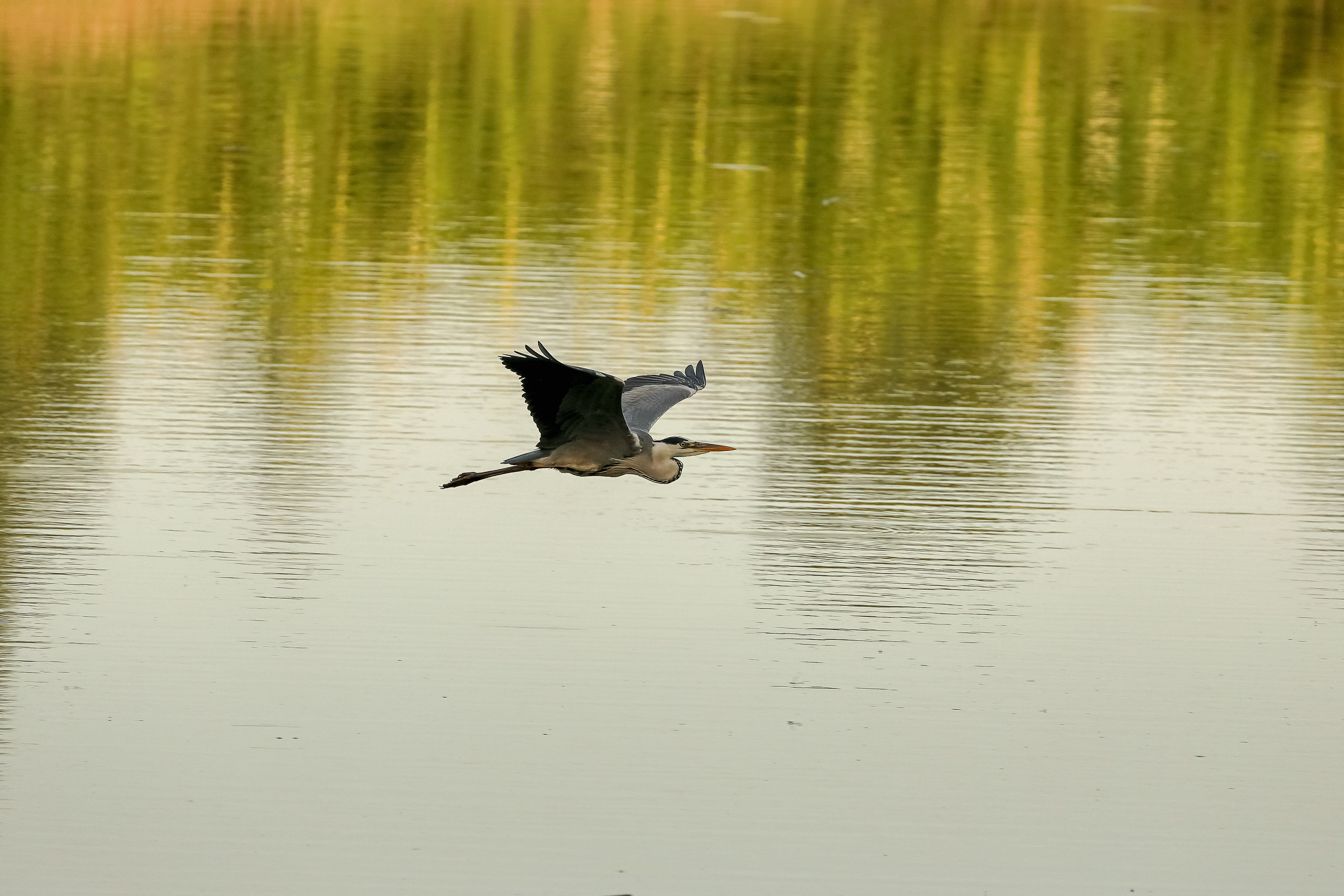 Серая цапля в полете, Подмосковье