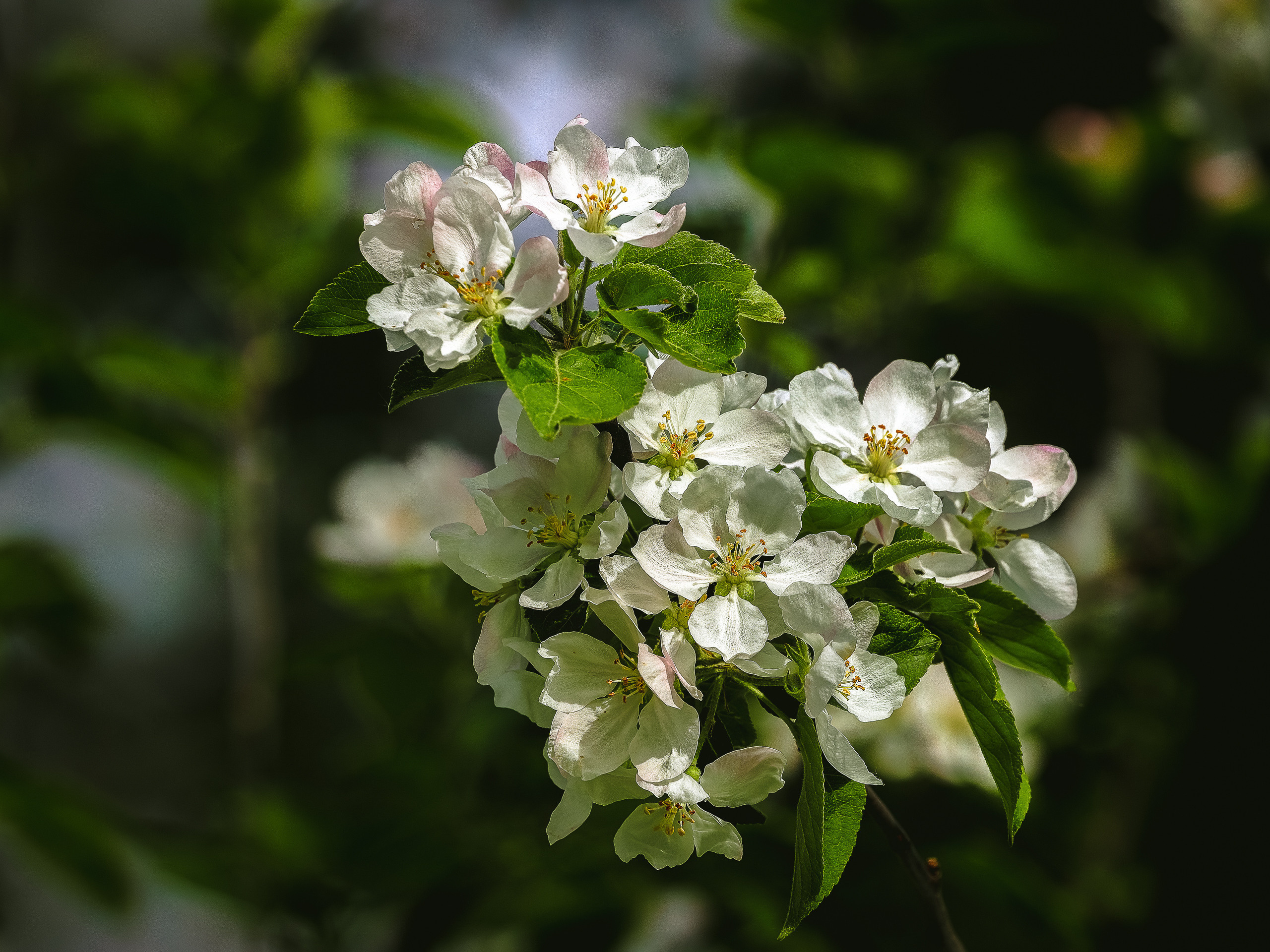 Цветы яблони хорошо отделенные от фона в утреннем весенним освещении