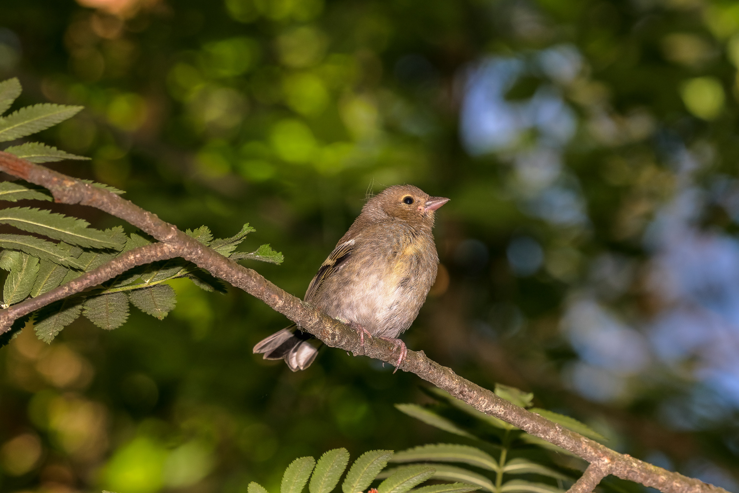 Гималайский вьюрок на рябине