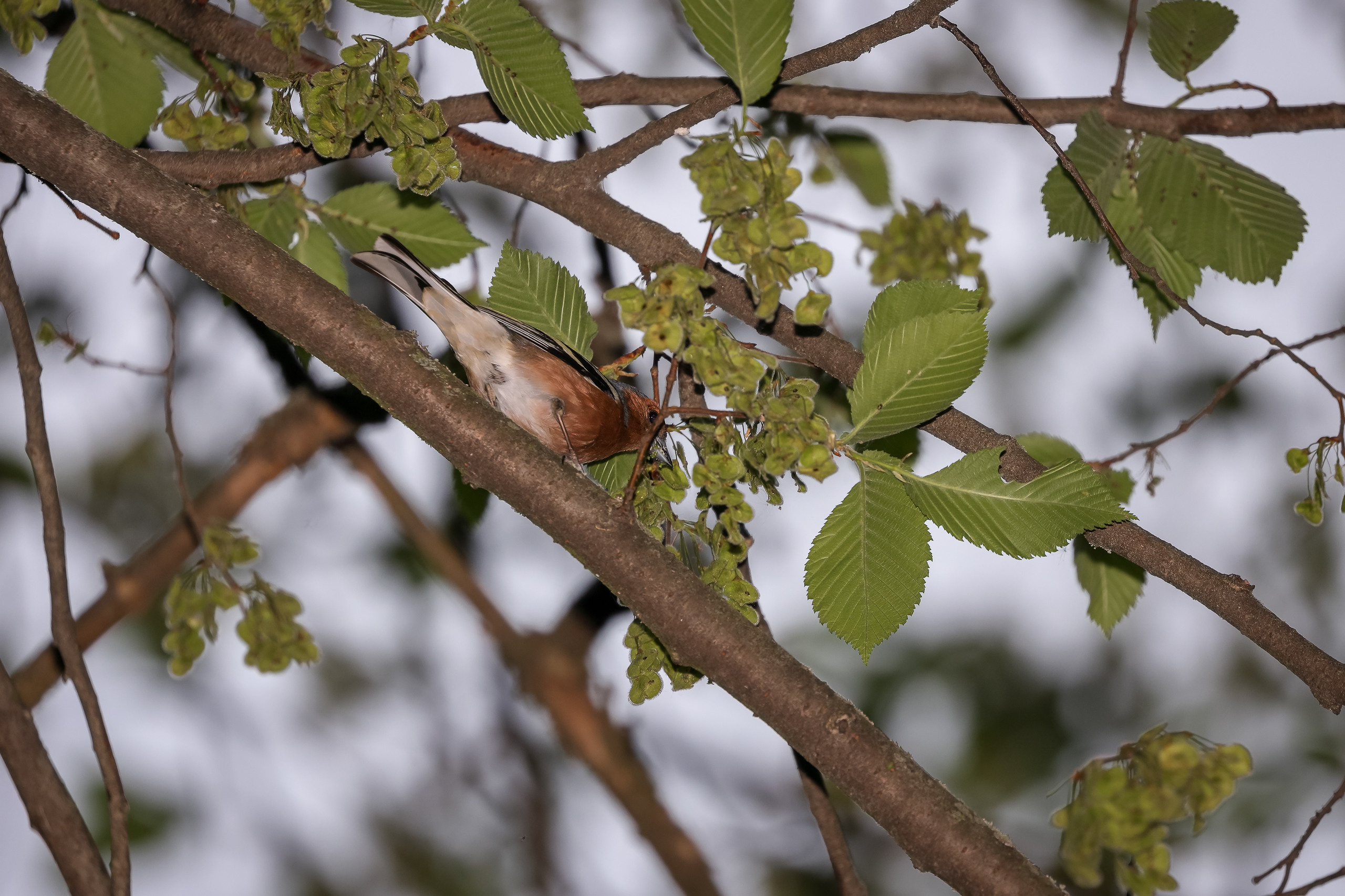 Зяблик певчая птица