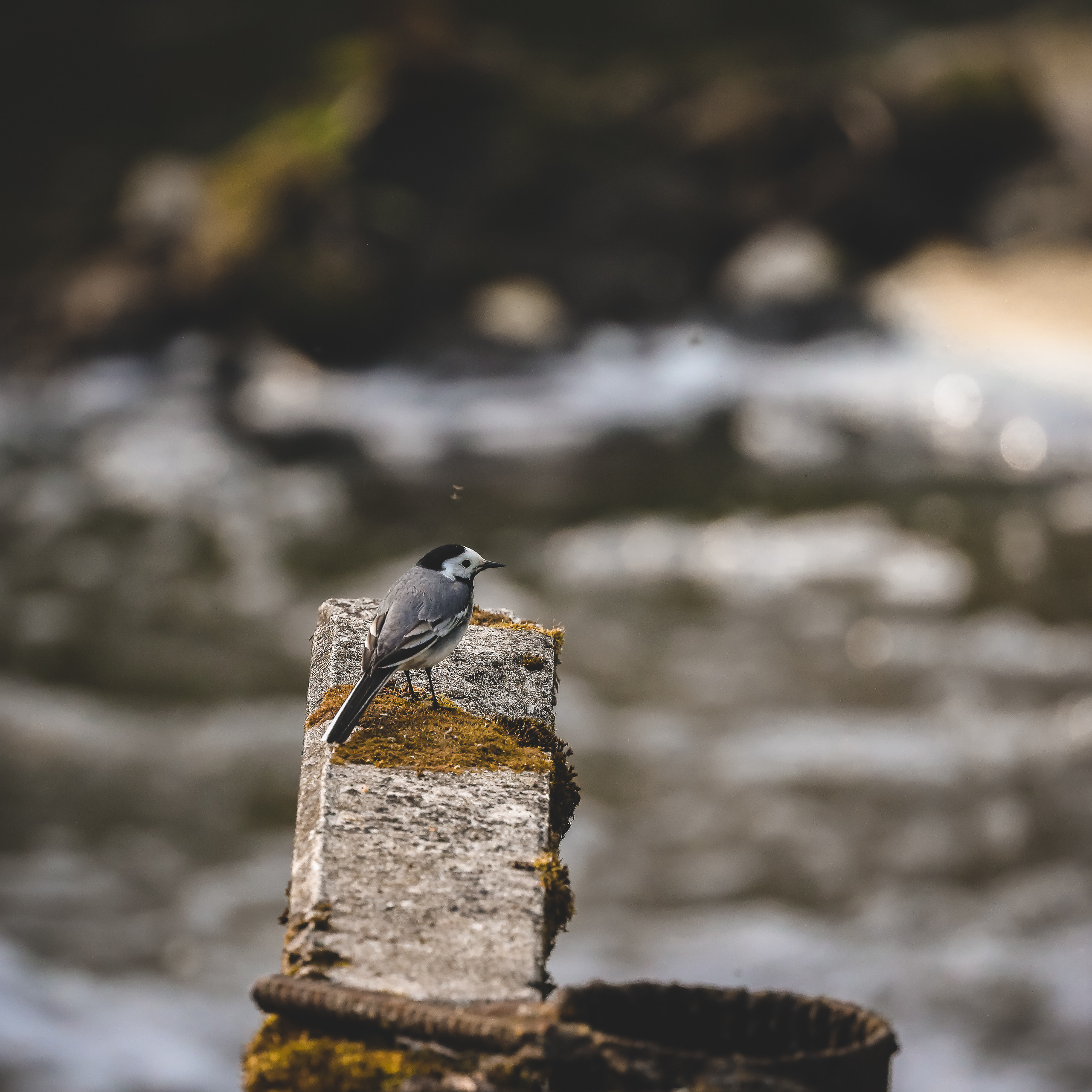 Трясогузка белая около речки летом