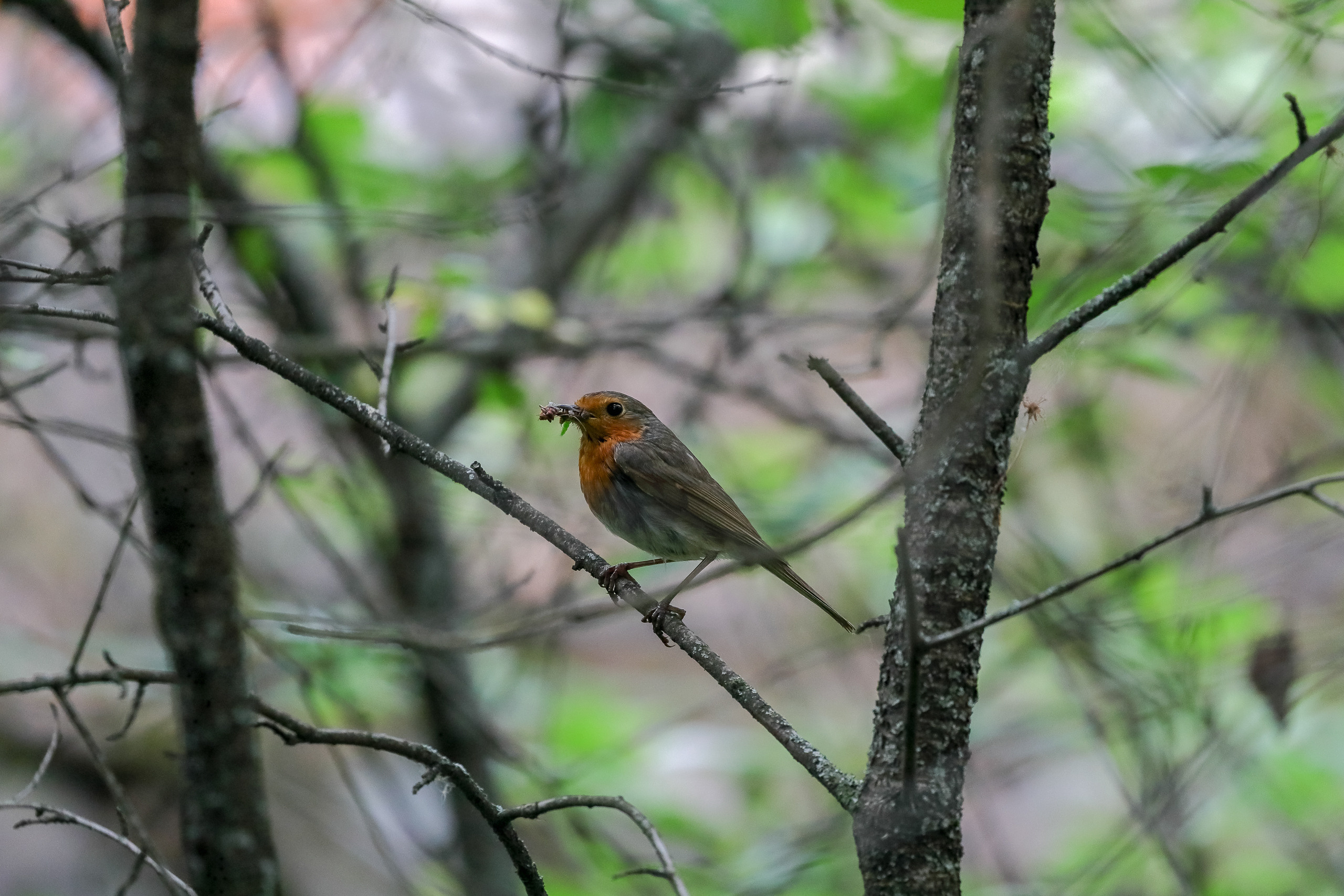 Зарянка или малиновка певчая птичка