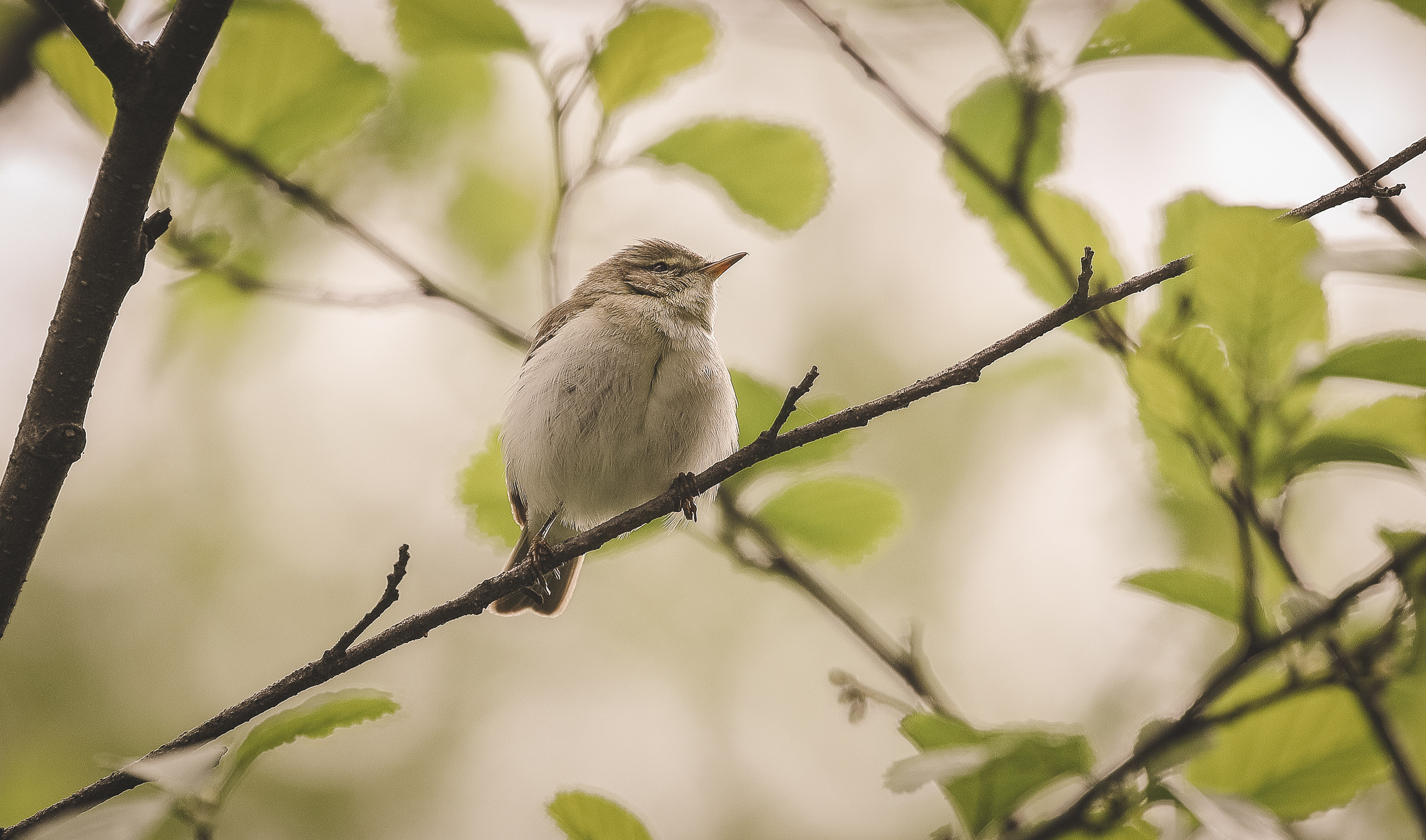 Славка-мельничек, или славка-завирушка
